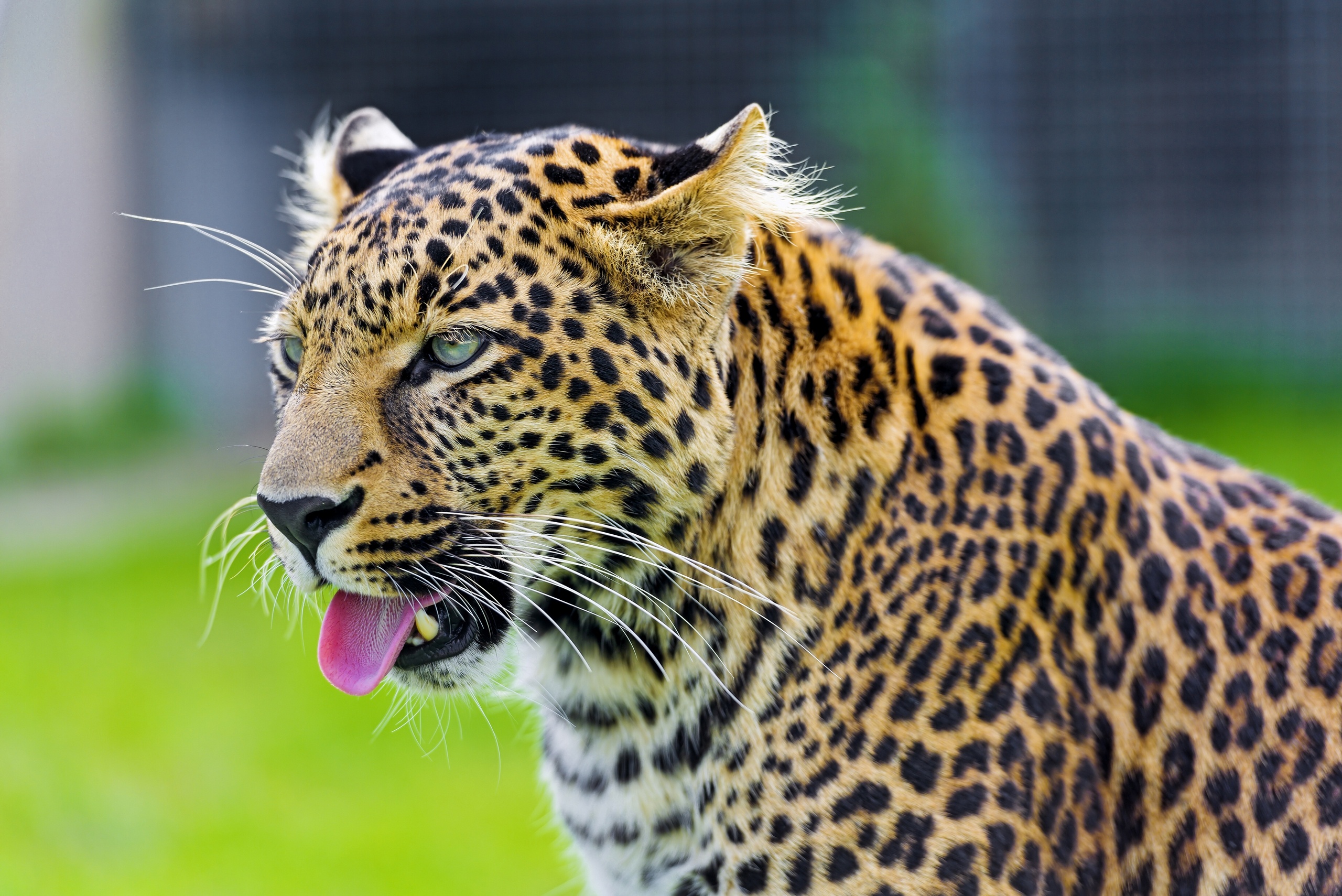 Download mobile wallpaper Cats, Leopard, Animal for free.