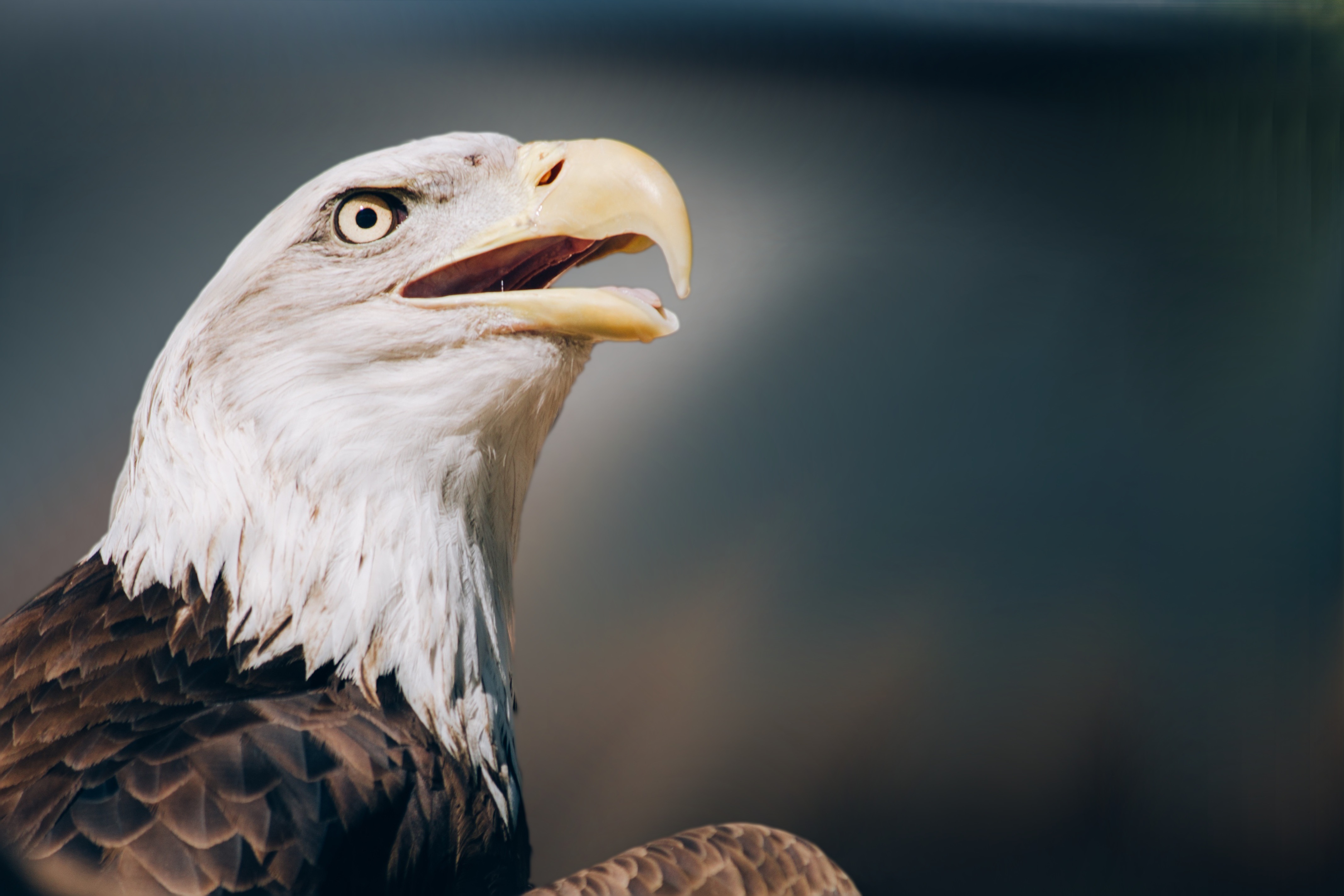 Descarga gratuita de fondo de pantalla para móvil de Águila Cabeciblanca, Cabeza, Pico, Águila Calva, Águila, Animales.