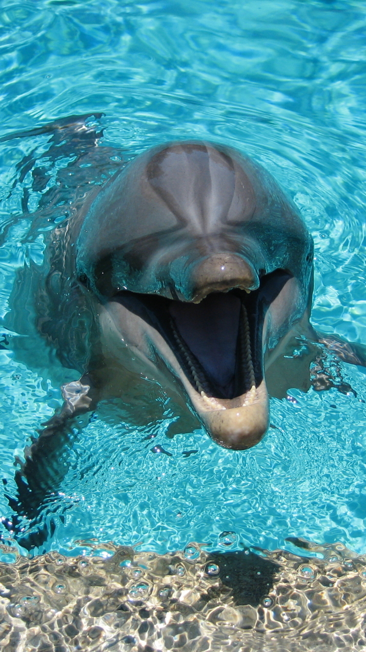 Скачати мобільні шпалери Тварина, Дельфін безкоштовно.