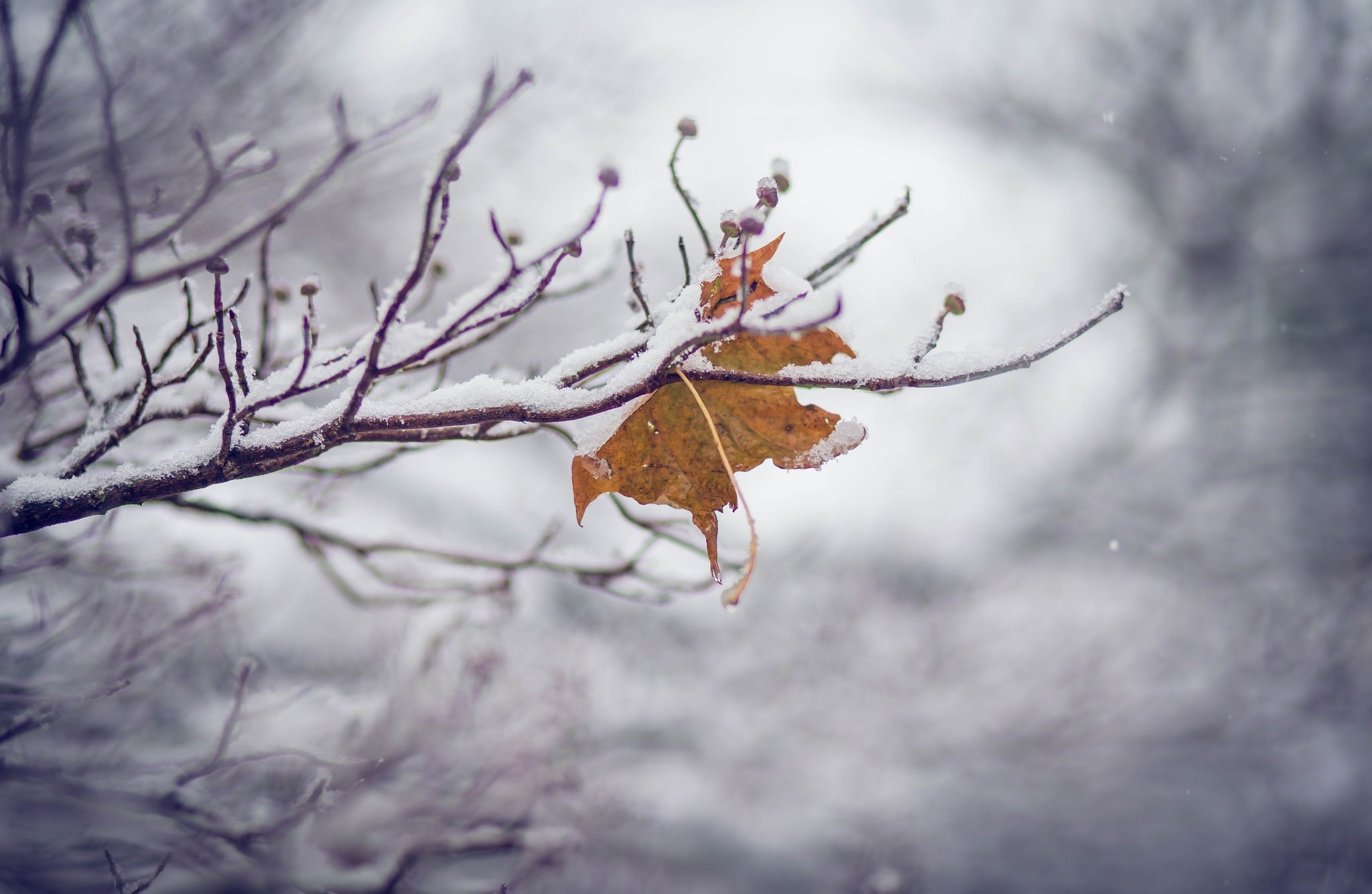 Laden Sie das Winter, Makro, Blatt, Ast, Schneefall, Erde/natur-Bild kostenlos auf Ihren PC-Desktop herunter