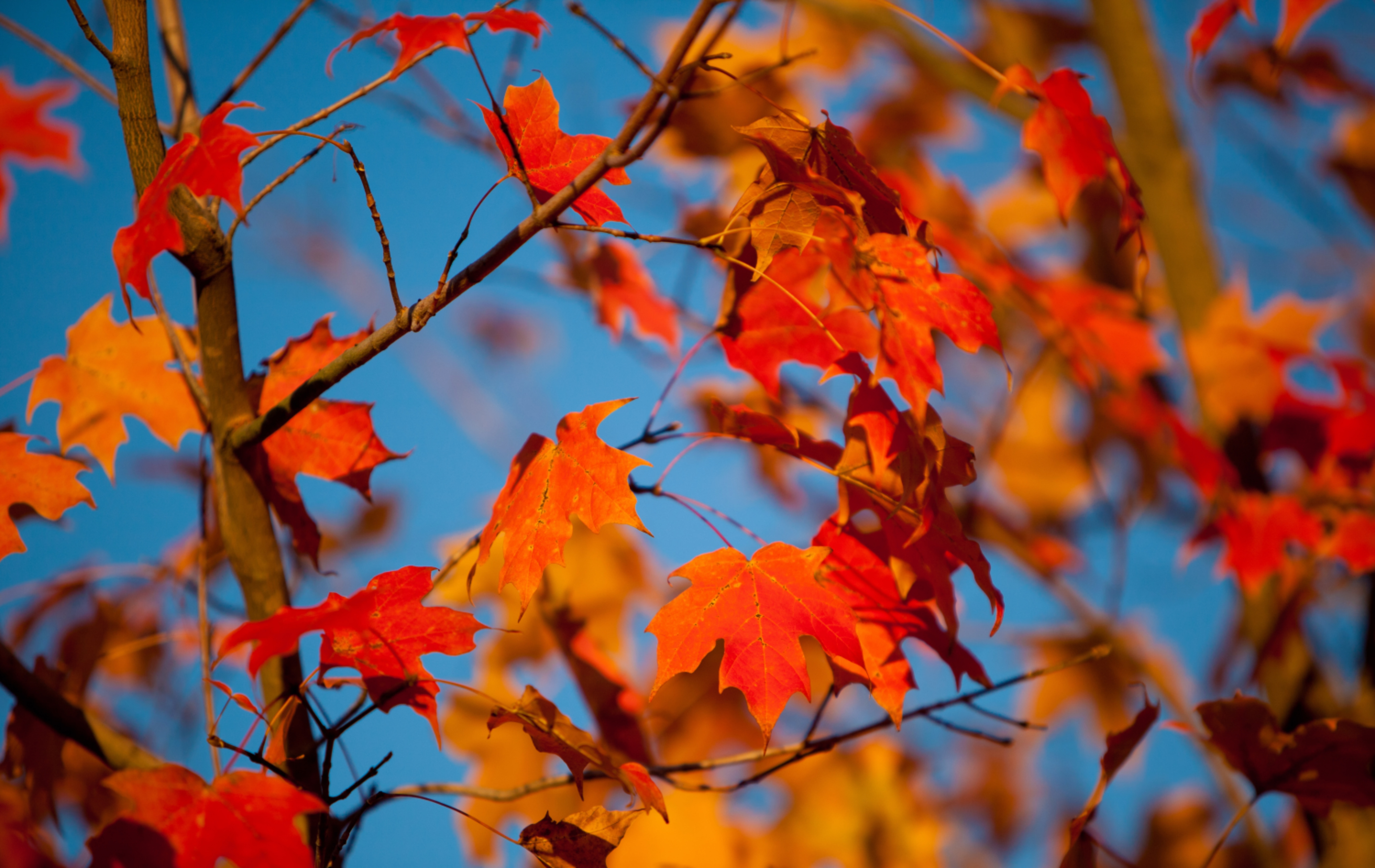 Download mobile wallpaper Smooth, Autumn, Maple, Branches, Nature, Leaves, Blur for free.