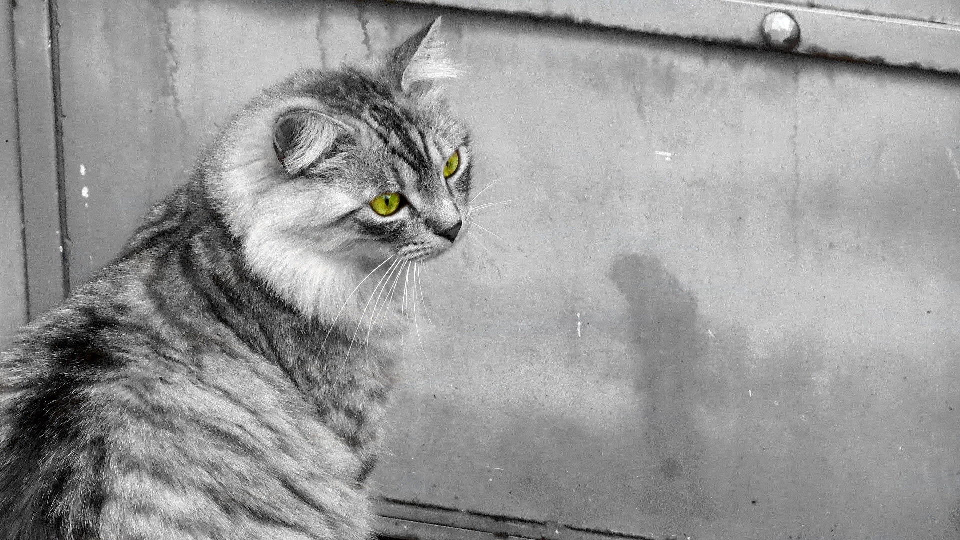 Handy-Wallpaper Tiere, Katzen, Katze kostenlos herunterladen.