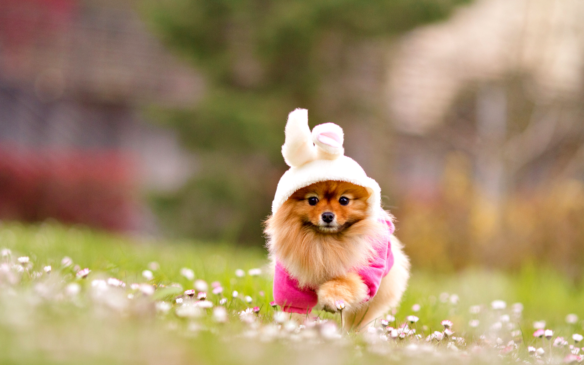 無料モバイル壁紙動物, 犬をダウンロードします。