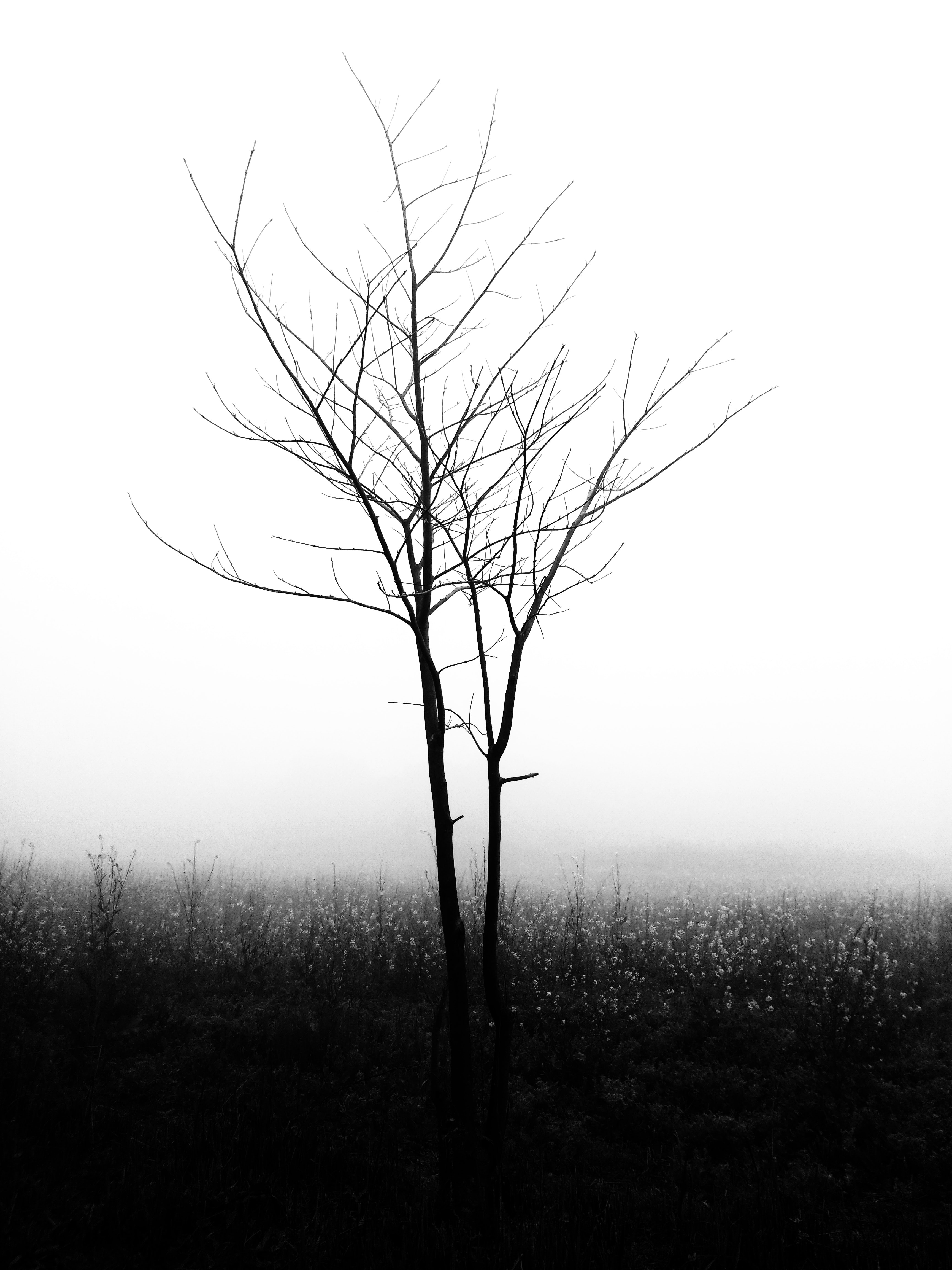 nature, wood, tree, fog, minimalism, bw, chb