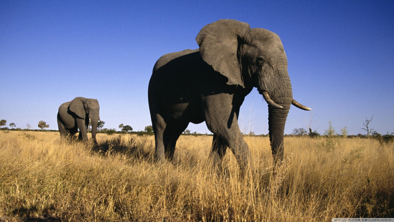 PCデスクトップに動物, 象, アフリカゾウ画像を無料でダウンロード