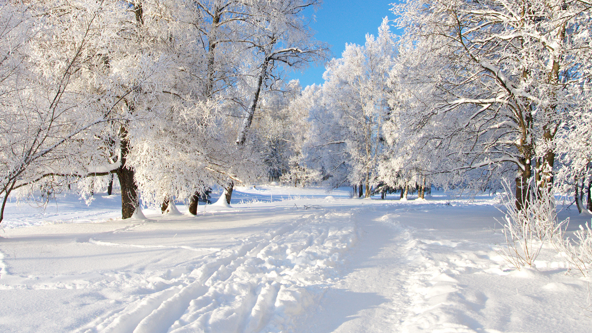 16795 завантажити картинку пейзаж, зима, сніг, сірий - шпалери і заставки безкоштовно