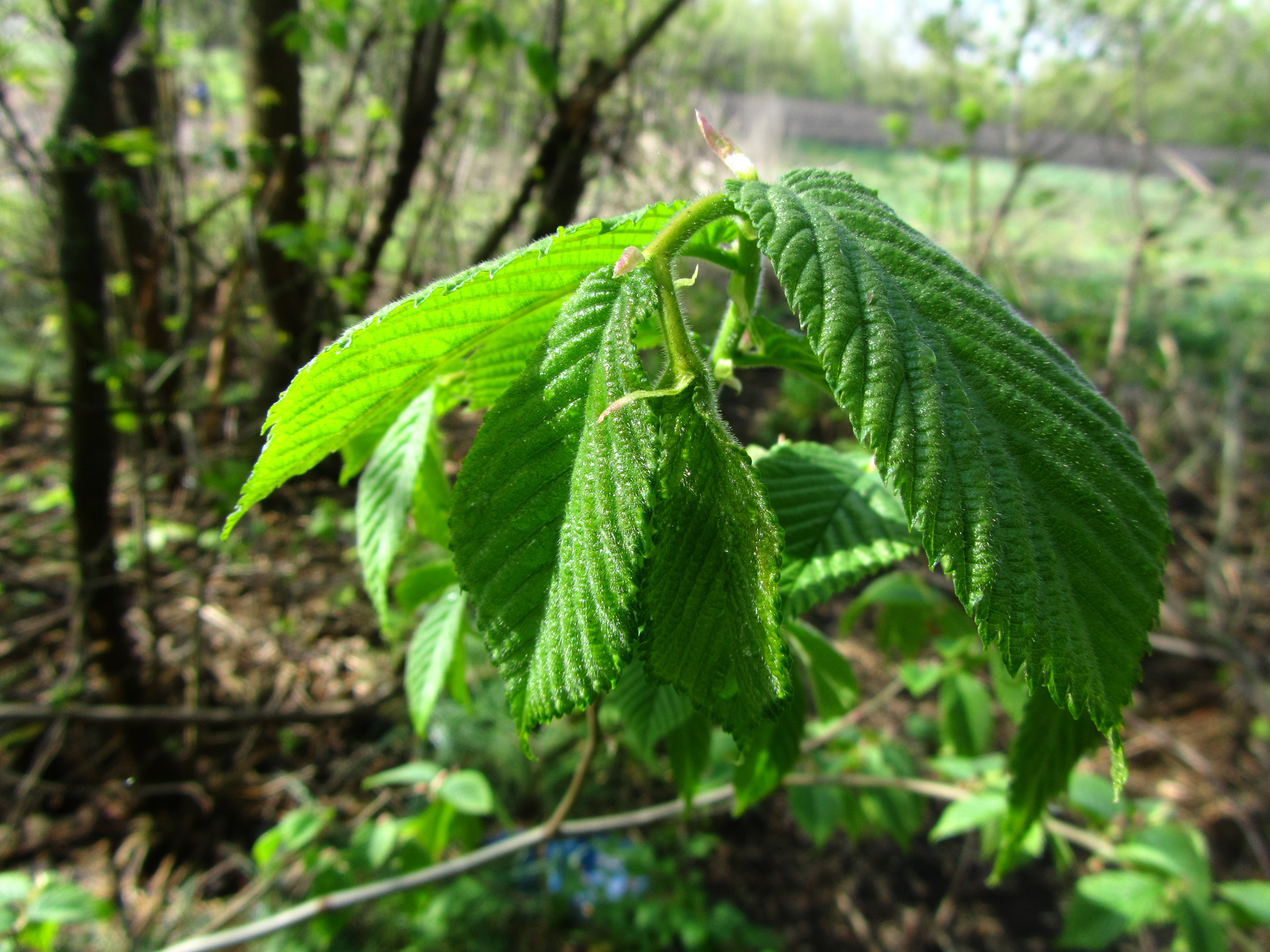 Descarga gratis la imagen Hoja, Tierra/naturaleza en el escritorio de tu PC