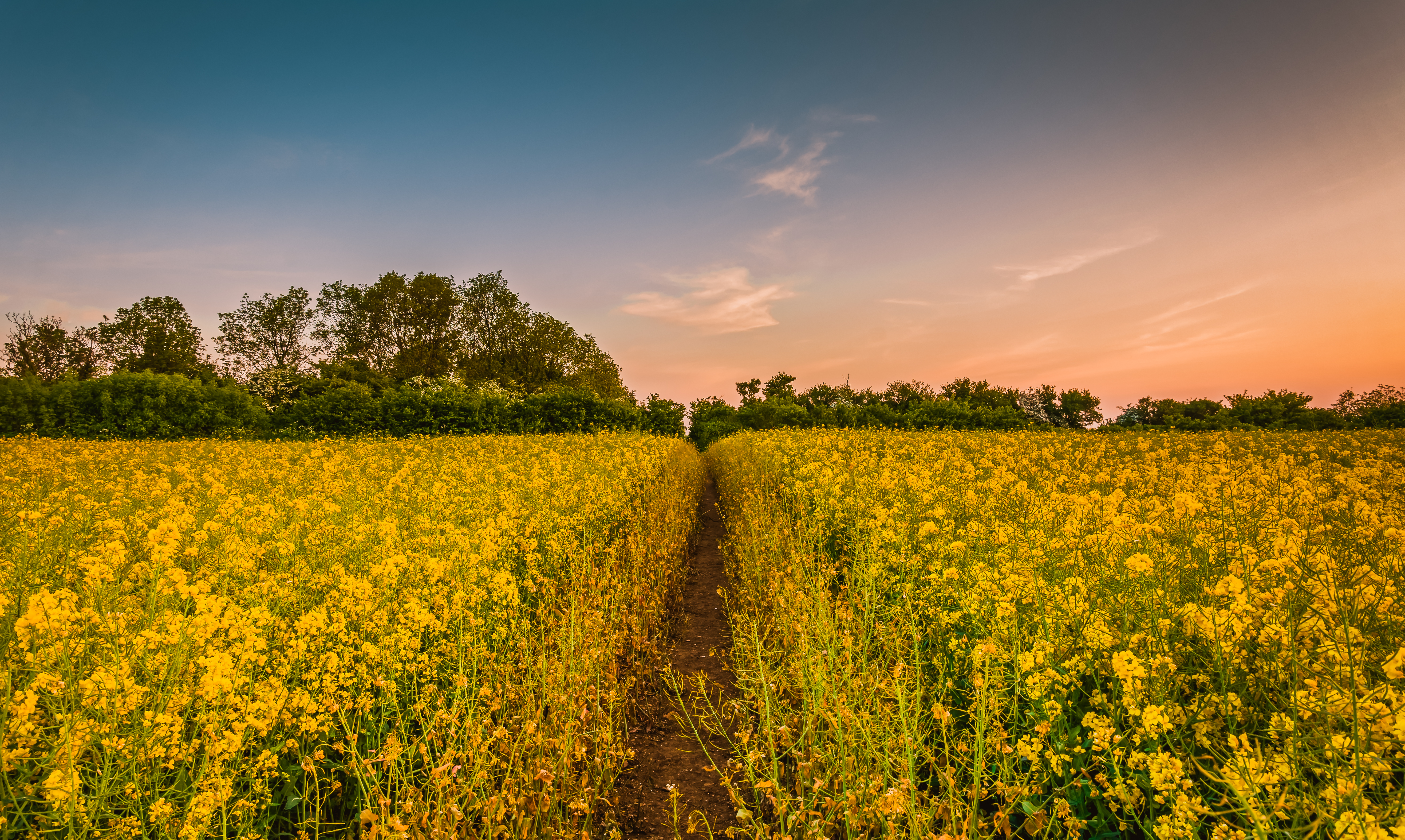 earth, rapeseed, field, path, yellow