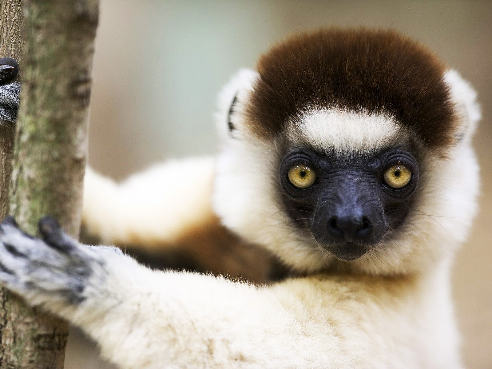 Download mobile wallpaper Animal, Lemur for free.