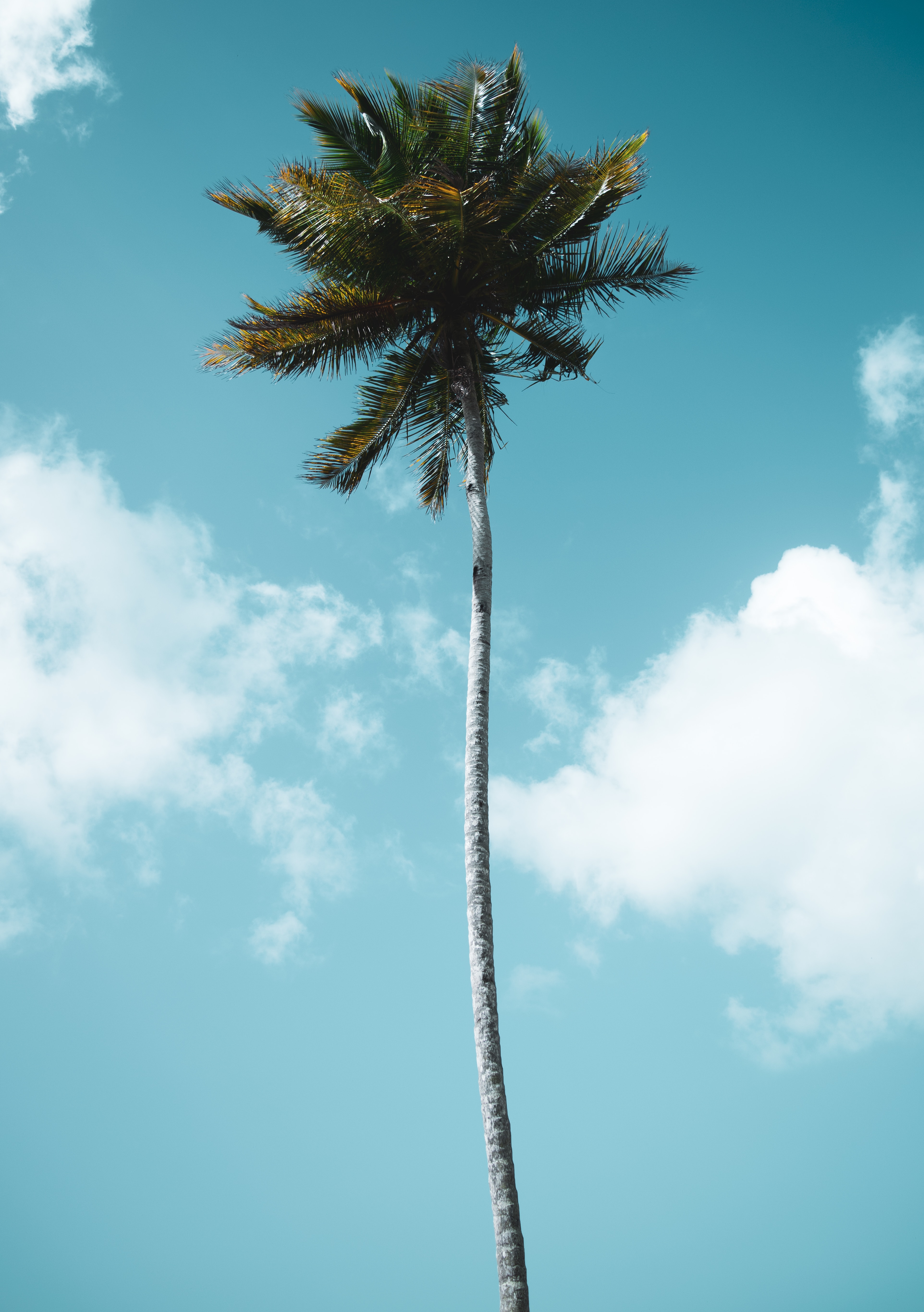 Скачать обои бесплатно Тропики, Дерево, Природа, Облака, Небо, Пальма картинка на рабочий стол ПК