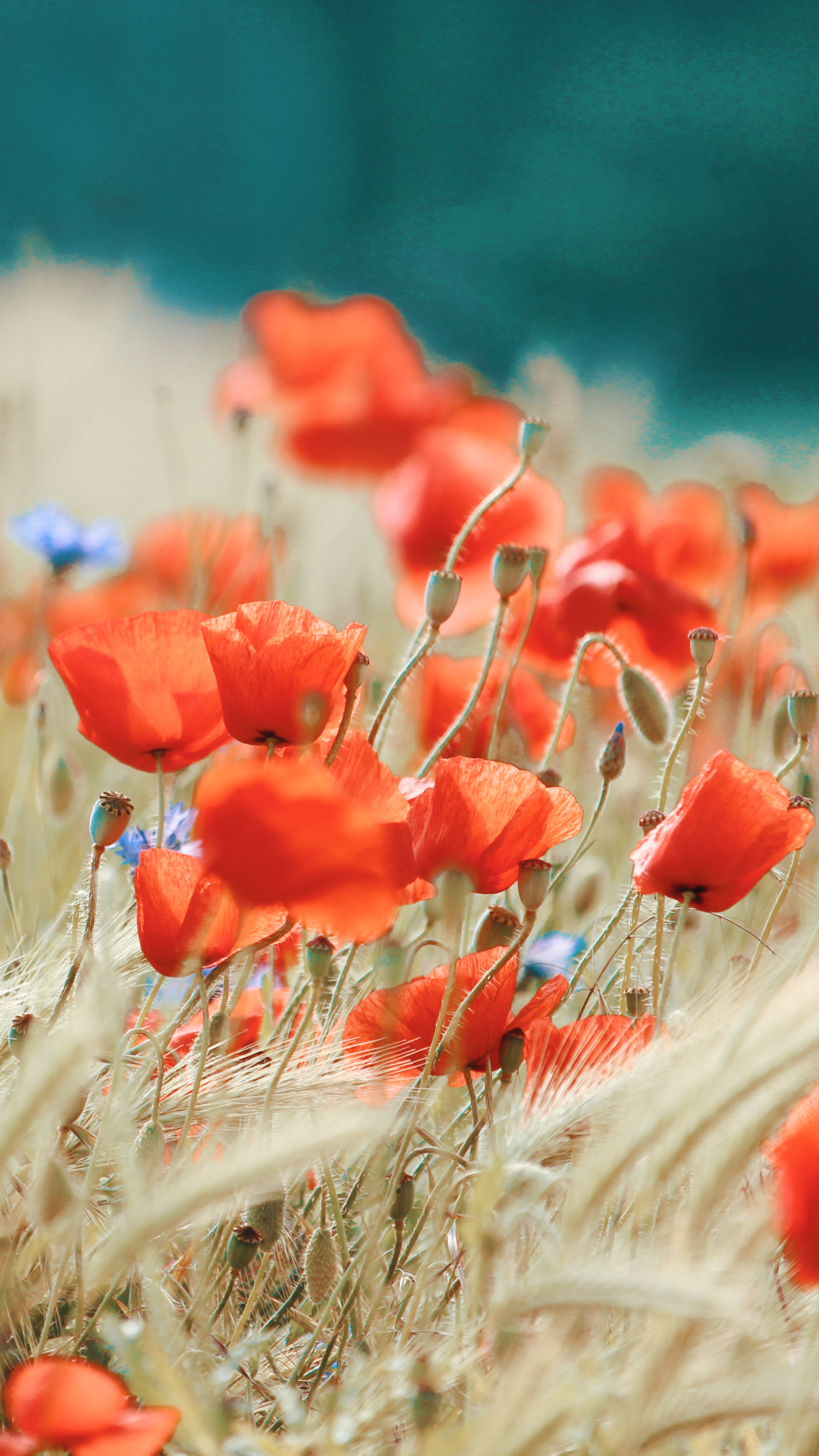 Download mobile wallpaper Nature, Flowers, Summer, Wheat, Earth, Poppy, Red Flower, Depth Of Field for free.