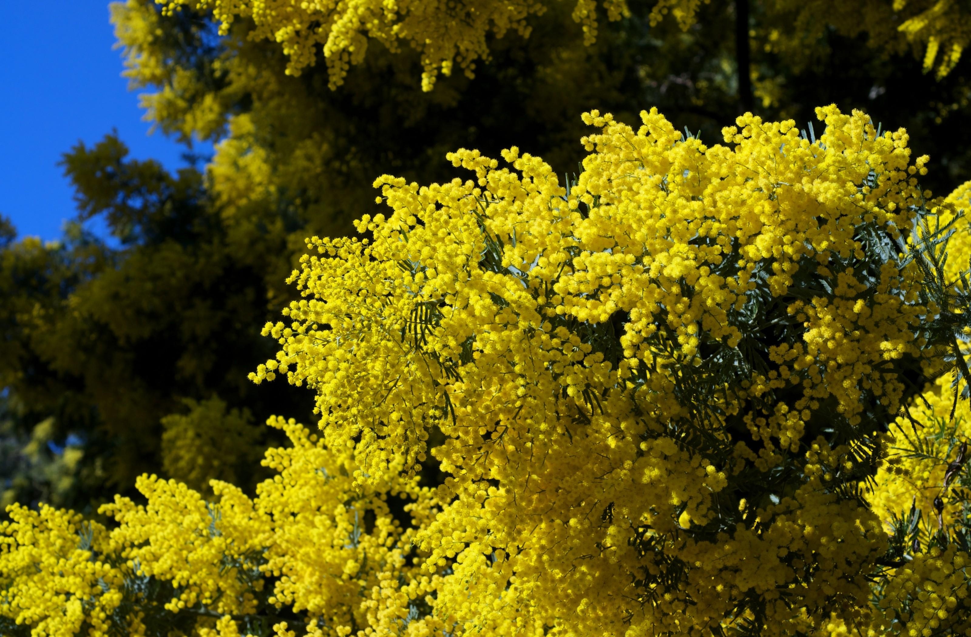 flowers, sky, bush, fluffy, branches, spring, mimosa