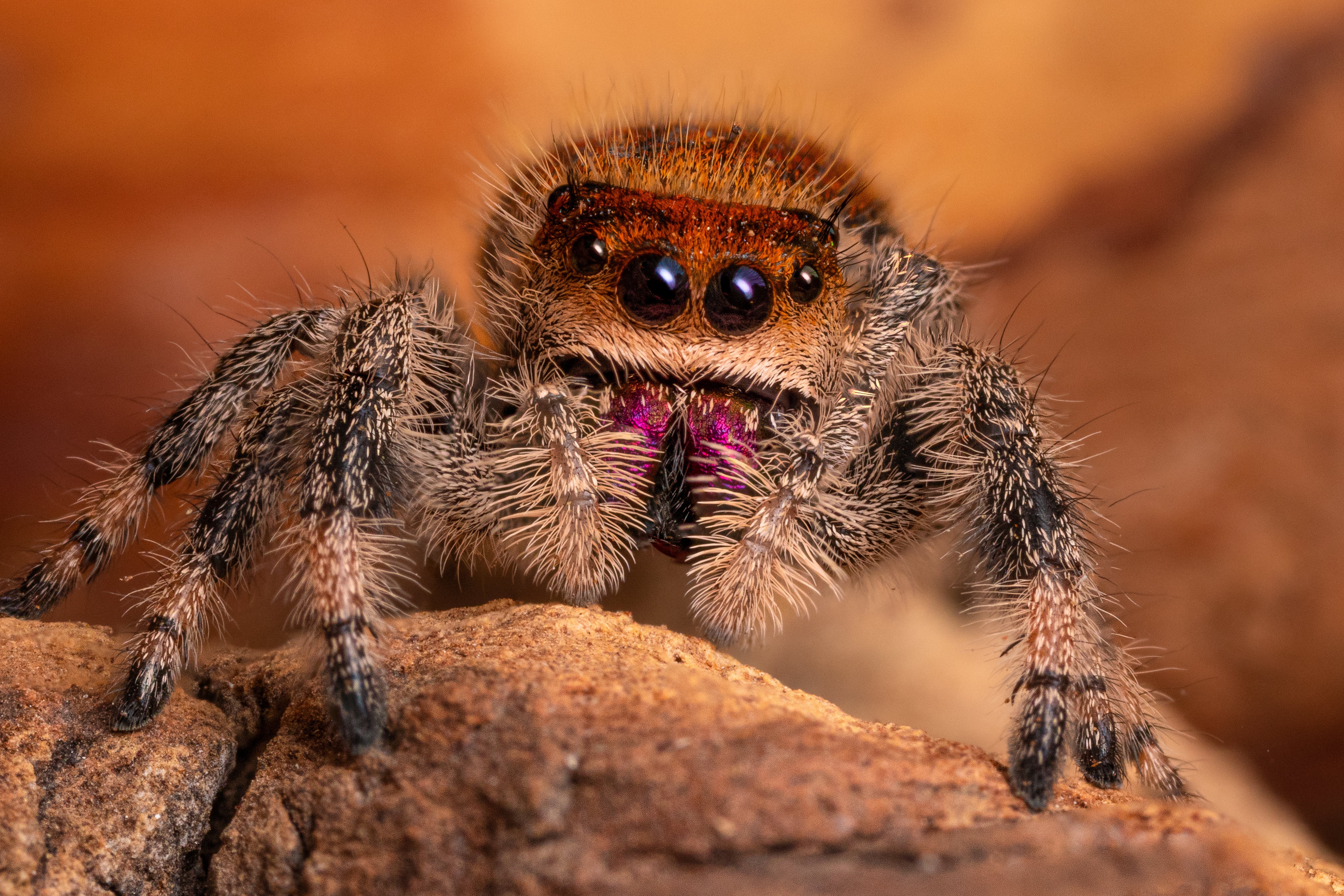 Téléchargez des papiers peints mobile Animaux, Araignées, Macro, Araignées Sauteuses gratuitement.