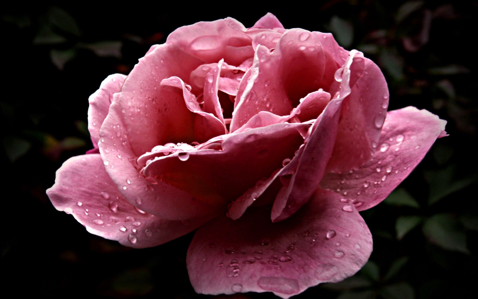 flowers, pink, drops, flower, rose flower, rose, close up, loose, dissolved