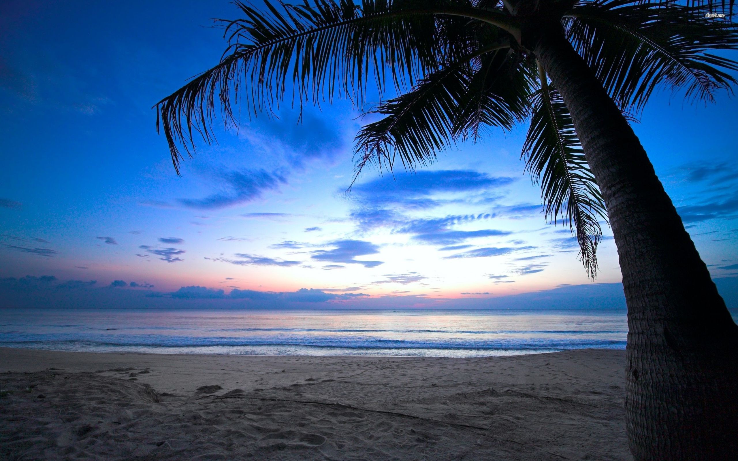 Скачать картинку Пляж, Пальмы, Земля/природа в телефон бесплатно.