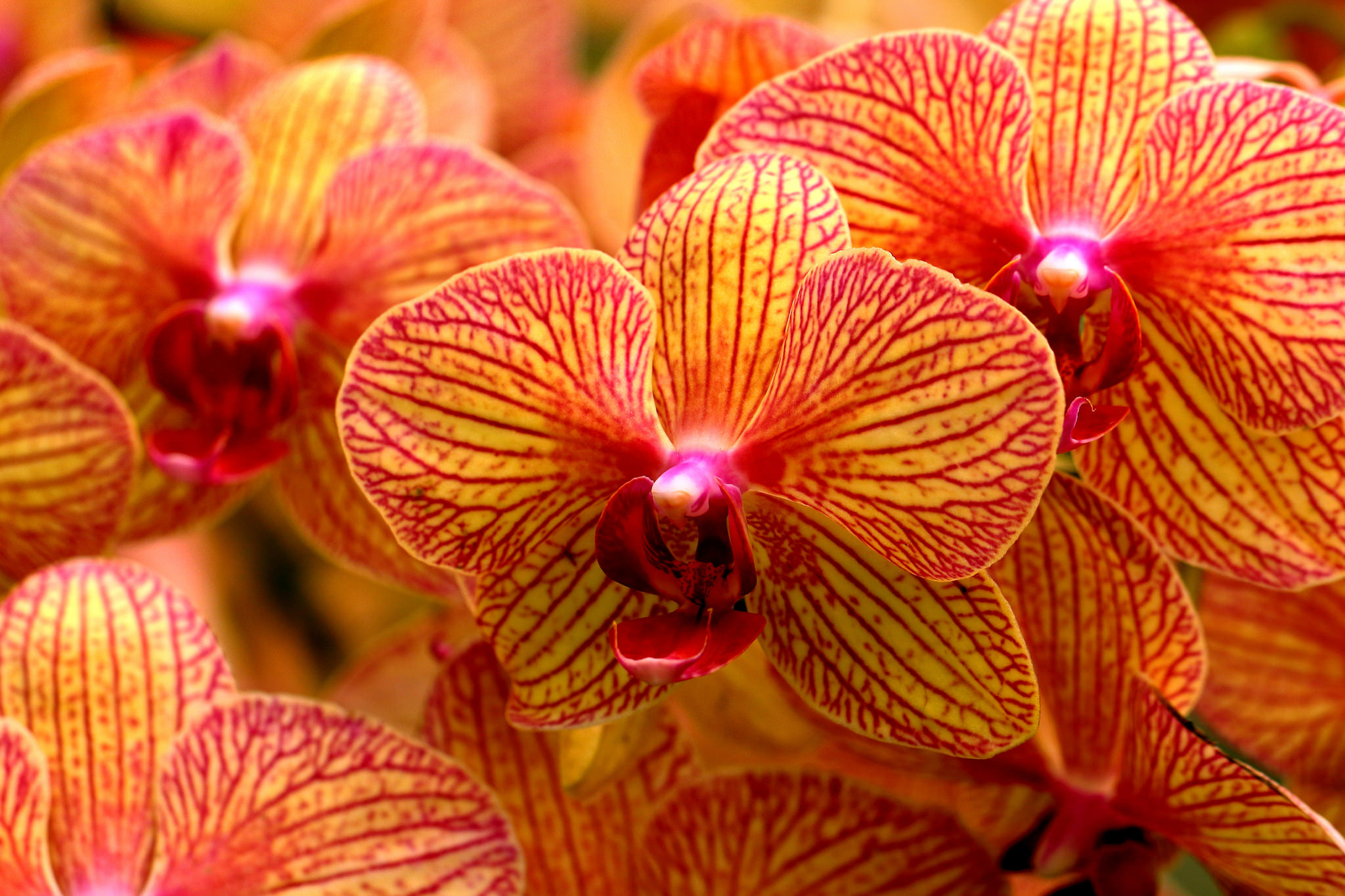 Laden Sie das Blumen, Blume, Nahansicht, Orchidee, Erde/natur, Orangene Blume-Bild kostenlos auf Ihren PC-Desktop herunter