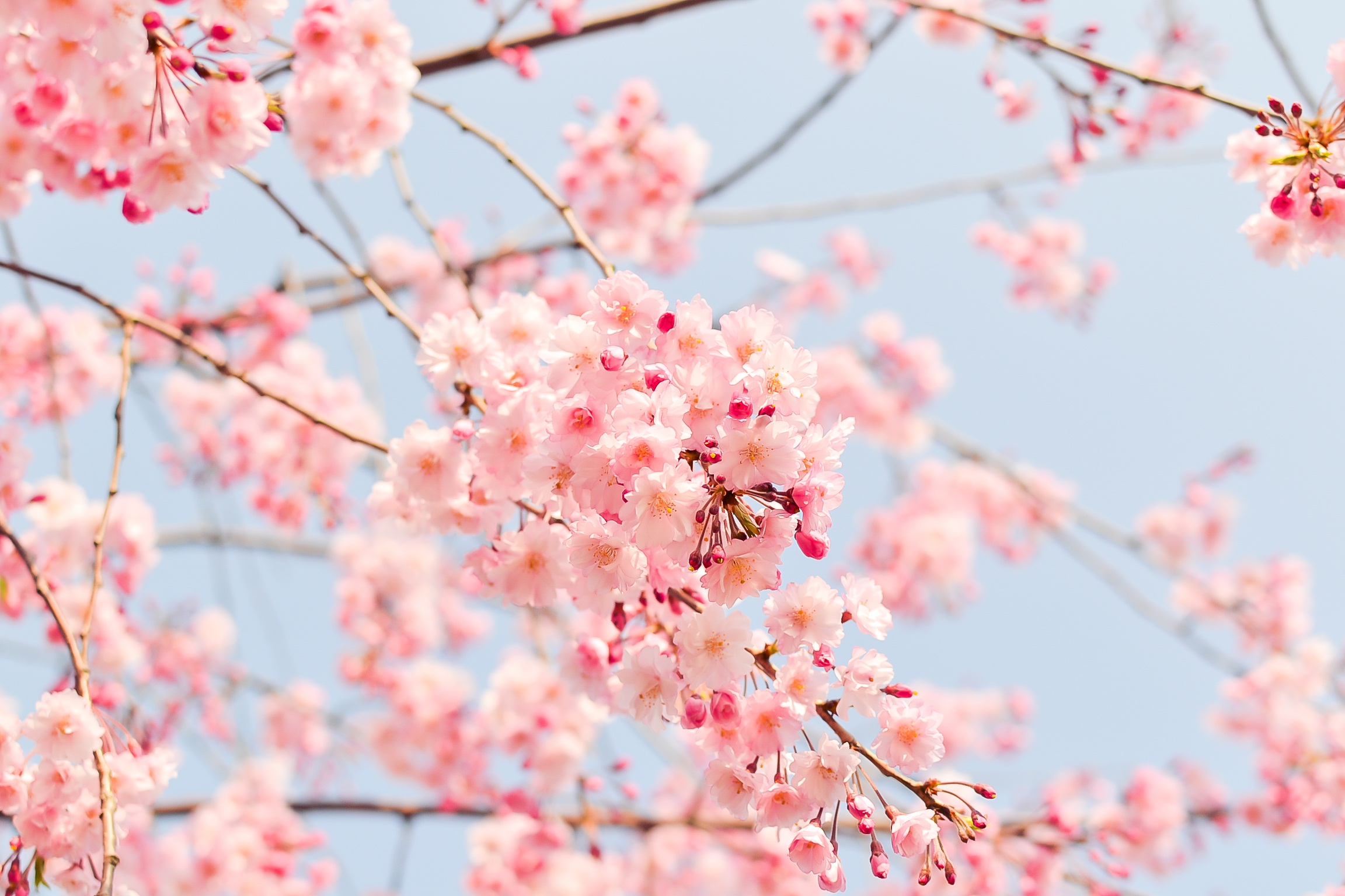 474396 télécharger l'image cerisier, terre/nature, floraison, fleur, fleur rose, fleurs - fonds d'écran et économiseurs d'écran gratuits