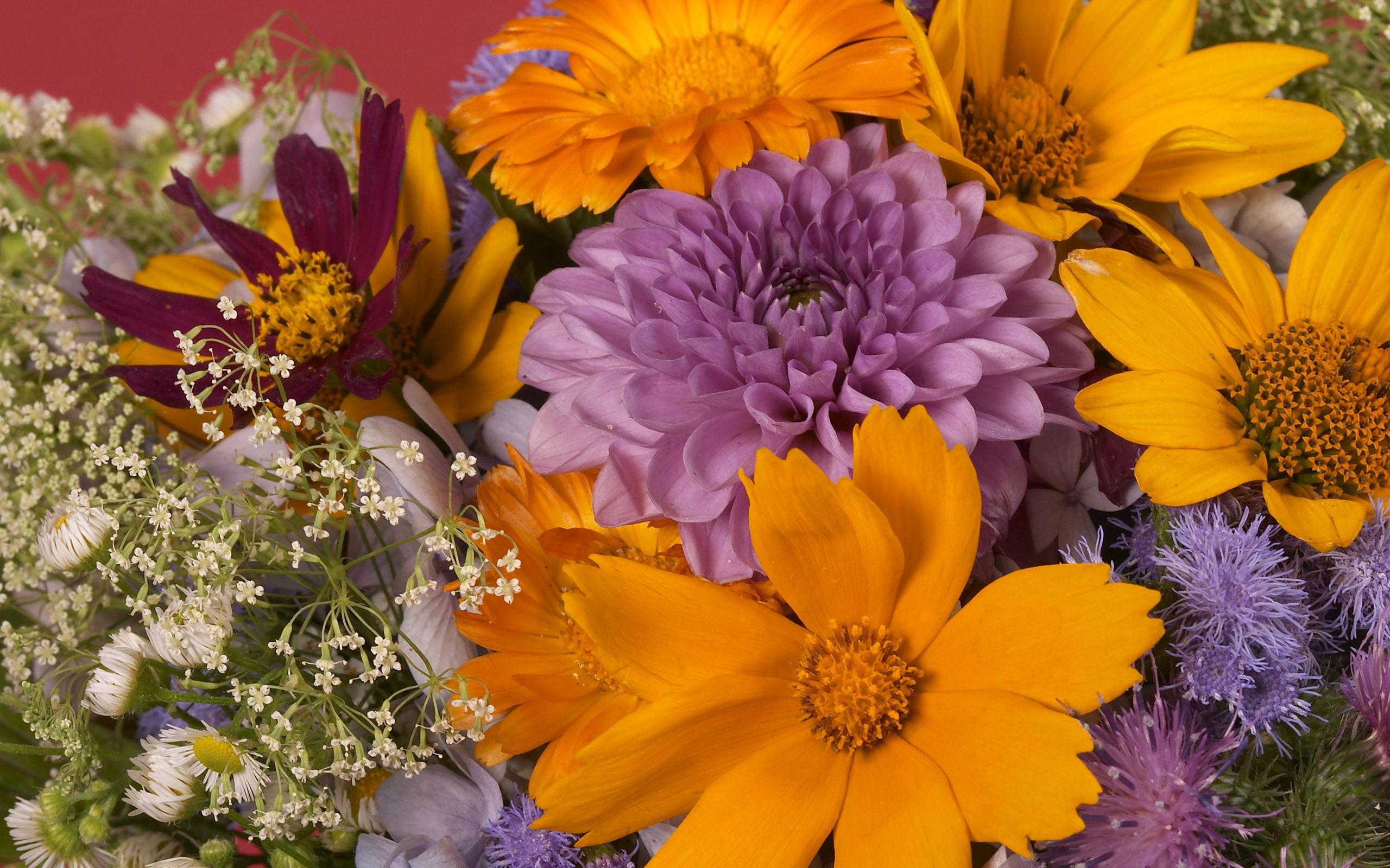 Download mobile wallpaper Bouquet, Close Up, Camomile, Dahlias, Flowers, Bright for free.