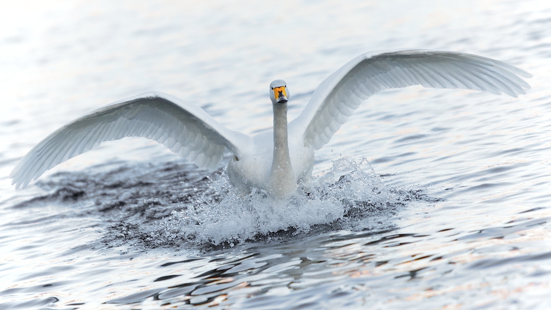 Free download wallpaper Animals, Birds, Swans on your PC desktop