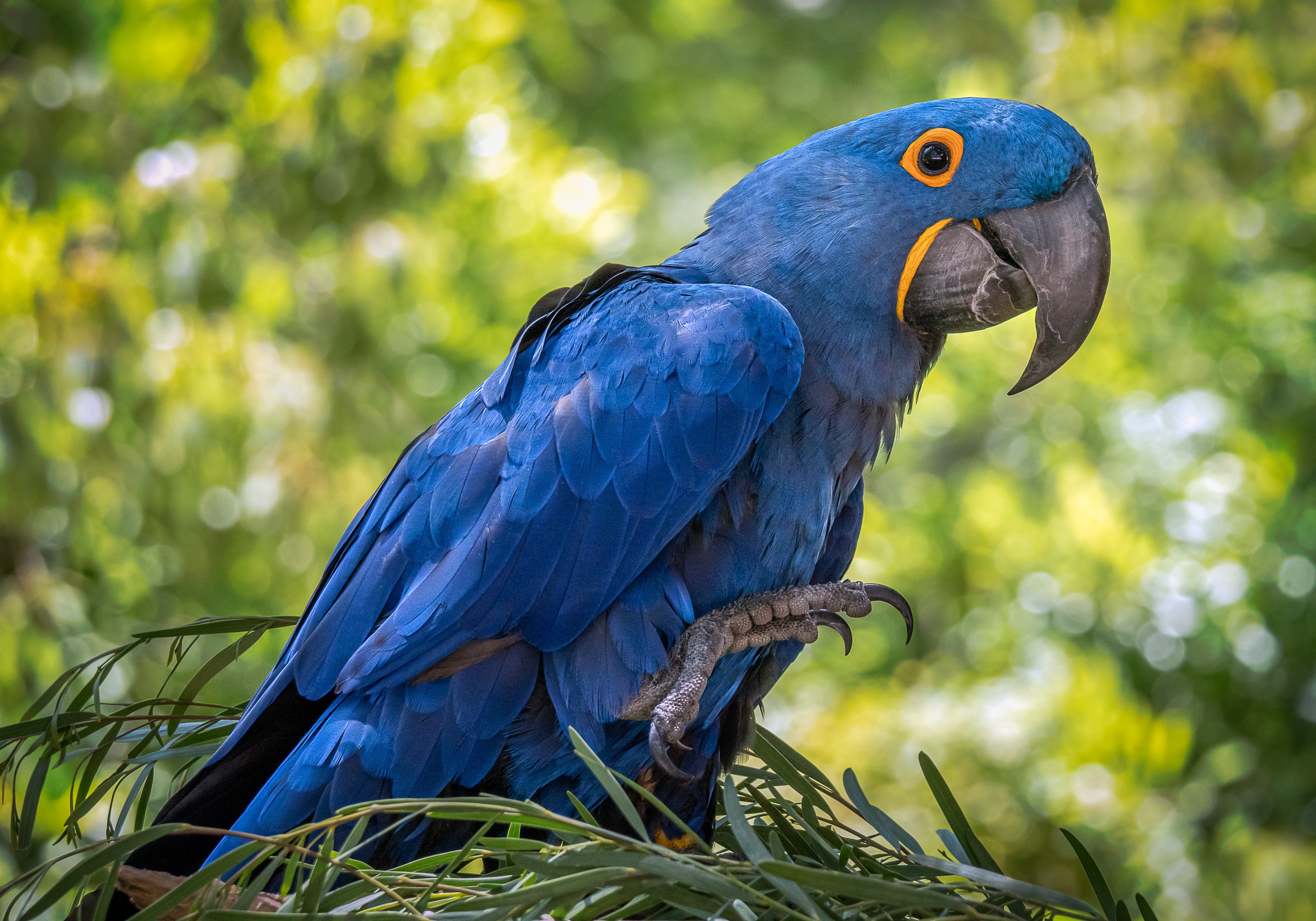animal, hyacinth macaw, bird, parrot, birds