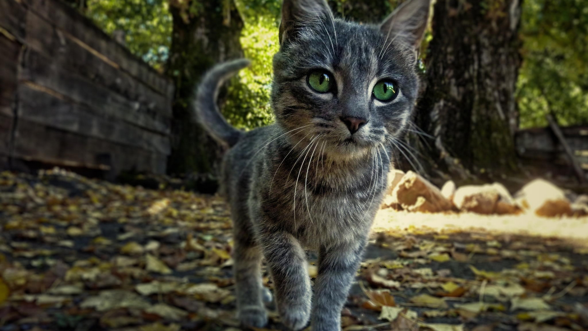 無料モバイル壁紙動物, ネコ, 猫をダウンロードします。