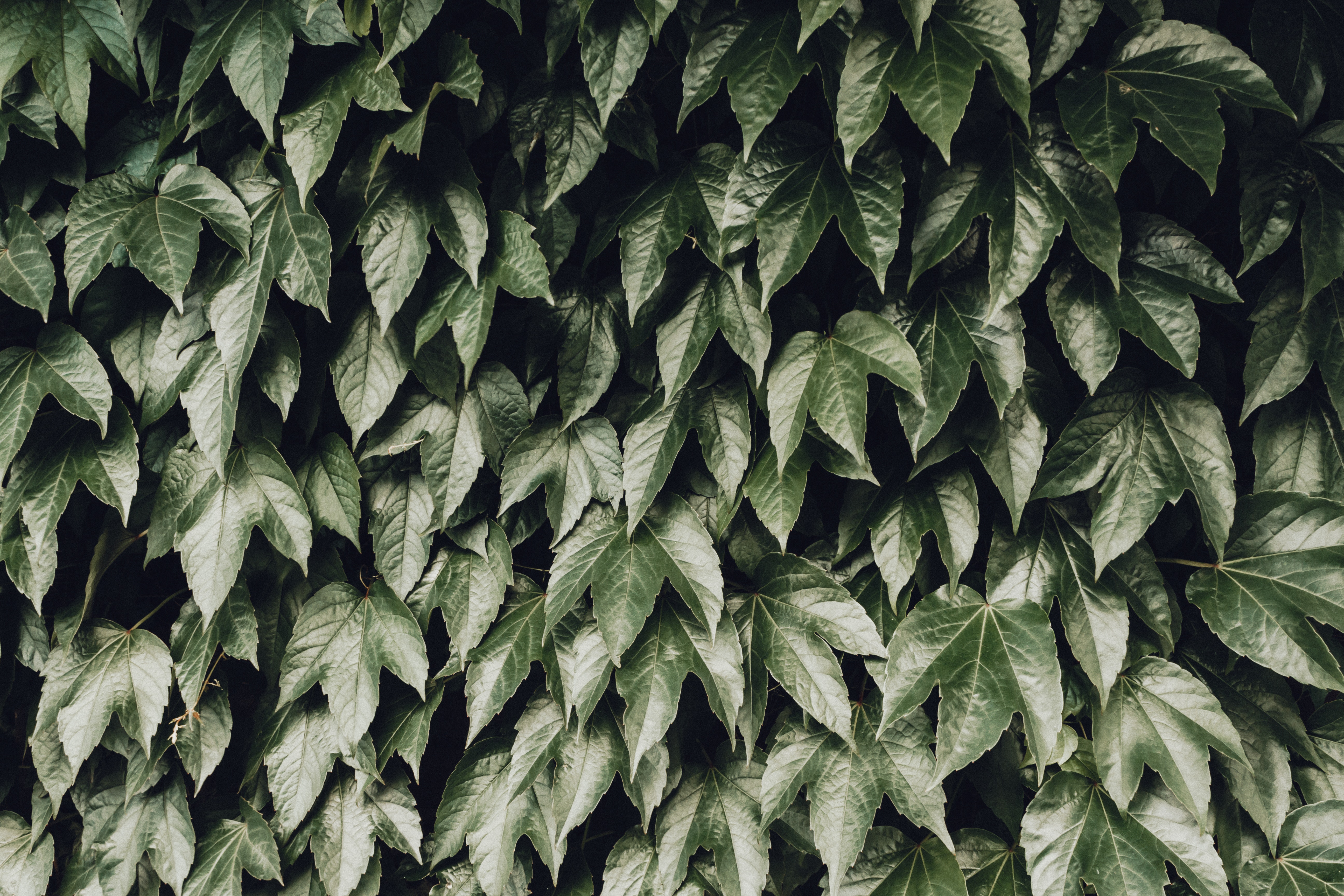 無料モバイル壁紙自然, 葉, ブッシュ, 木の葉をダウンロードします。