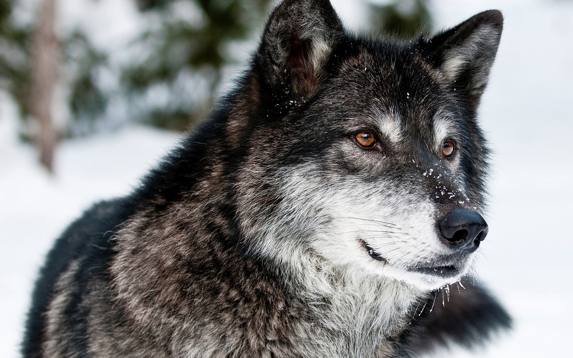 Download mobile wallpaper Winter, Snow, Wolf, Animal for free.