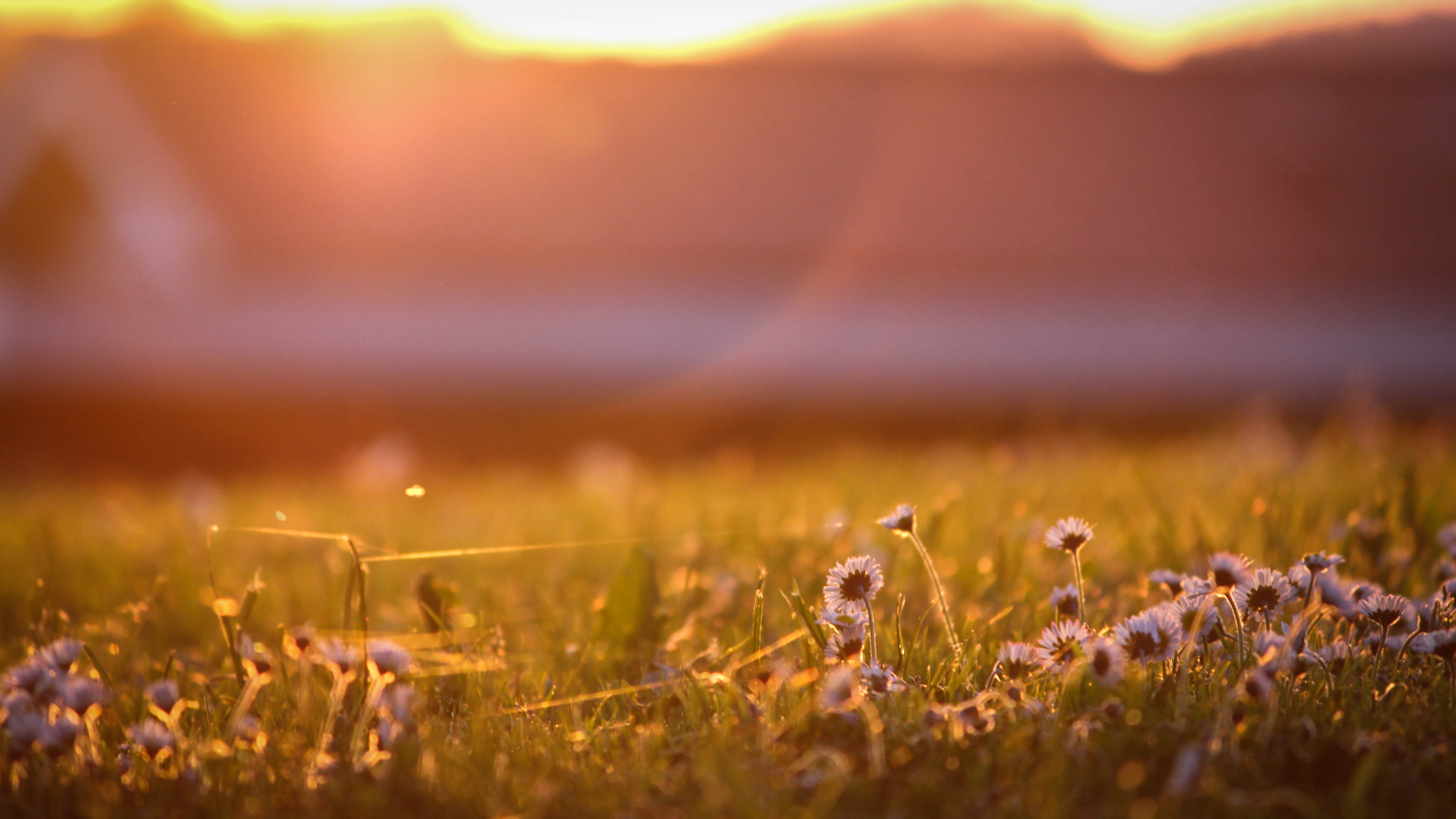 Download mobile wallpaper Flowers, Grass, Flower, Earth, White Flower for free.