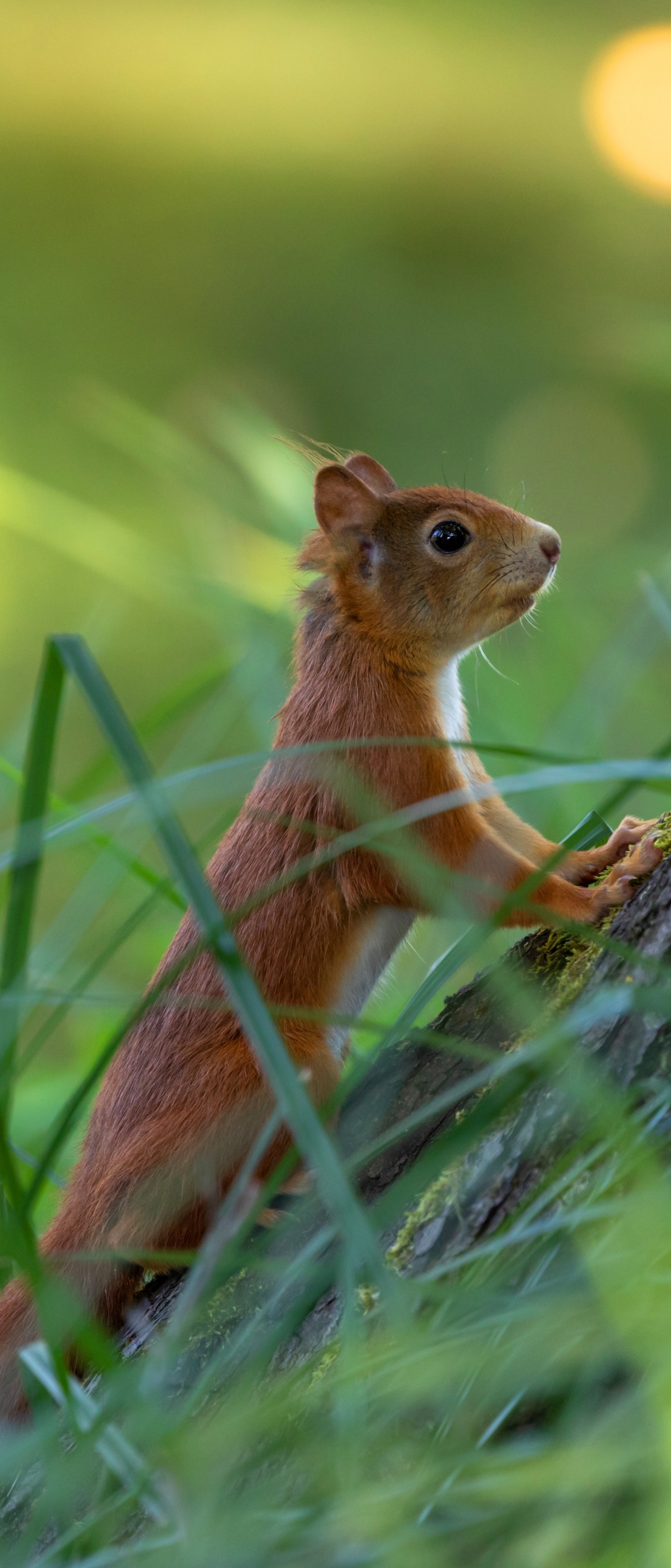 Download mobile wallpaper Squirrel, Animal, Rodent for free.