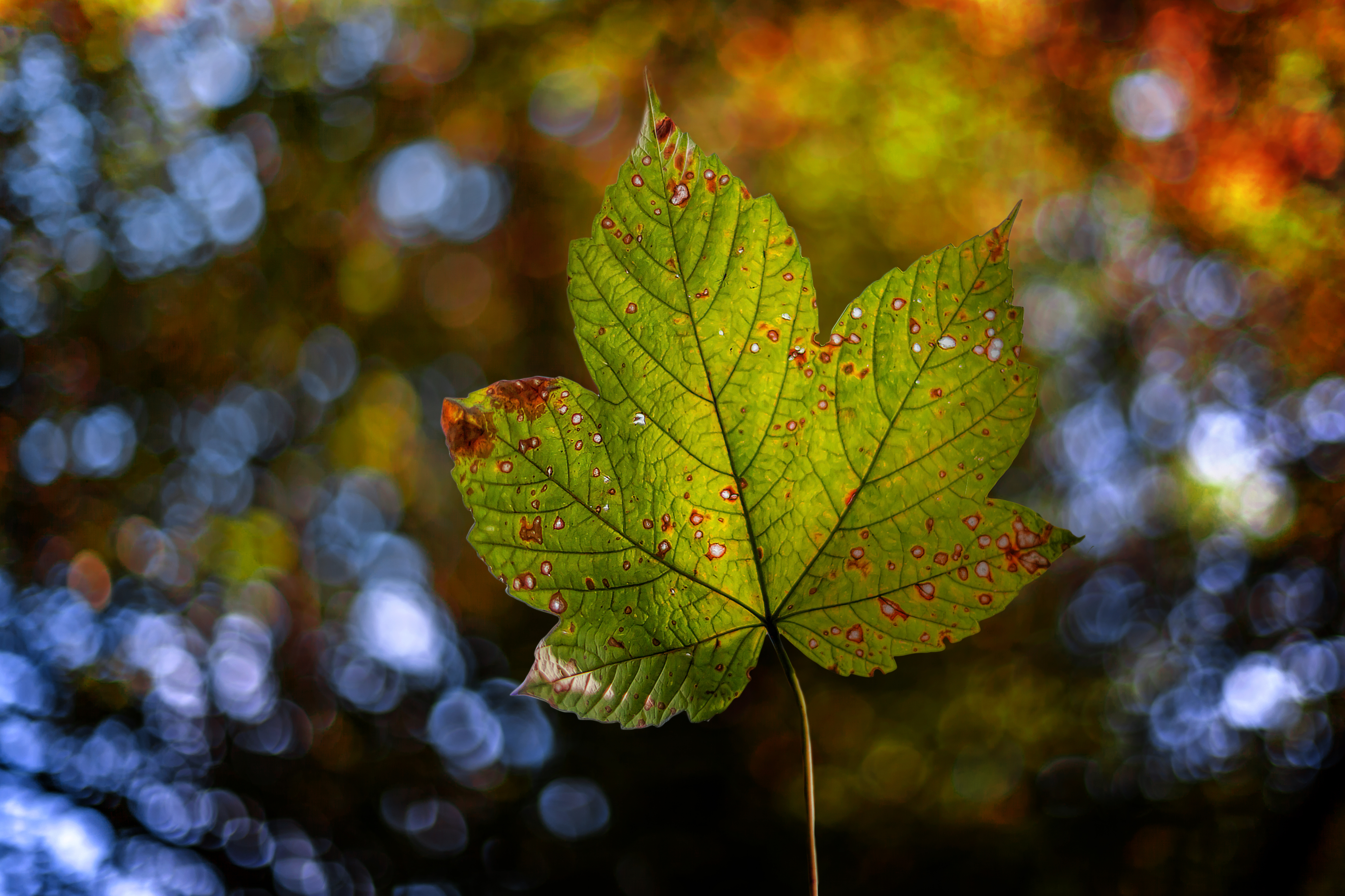 Download mobile wallpaper Nature, Leaf, Earth, Bokeh for free.