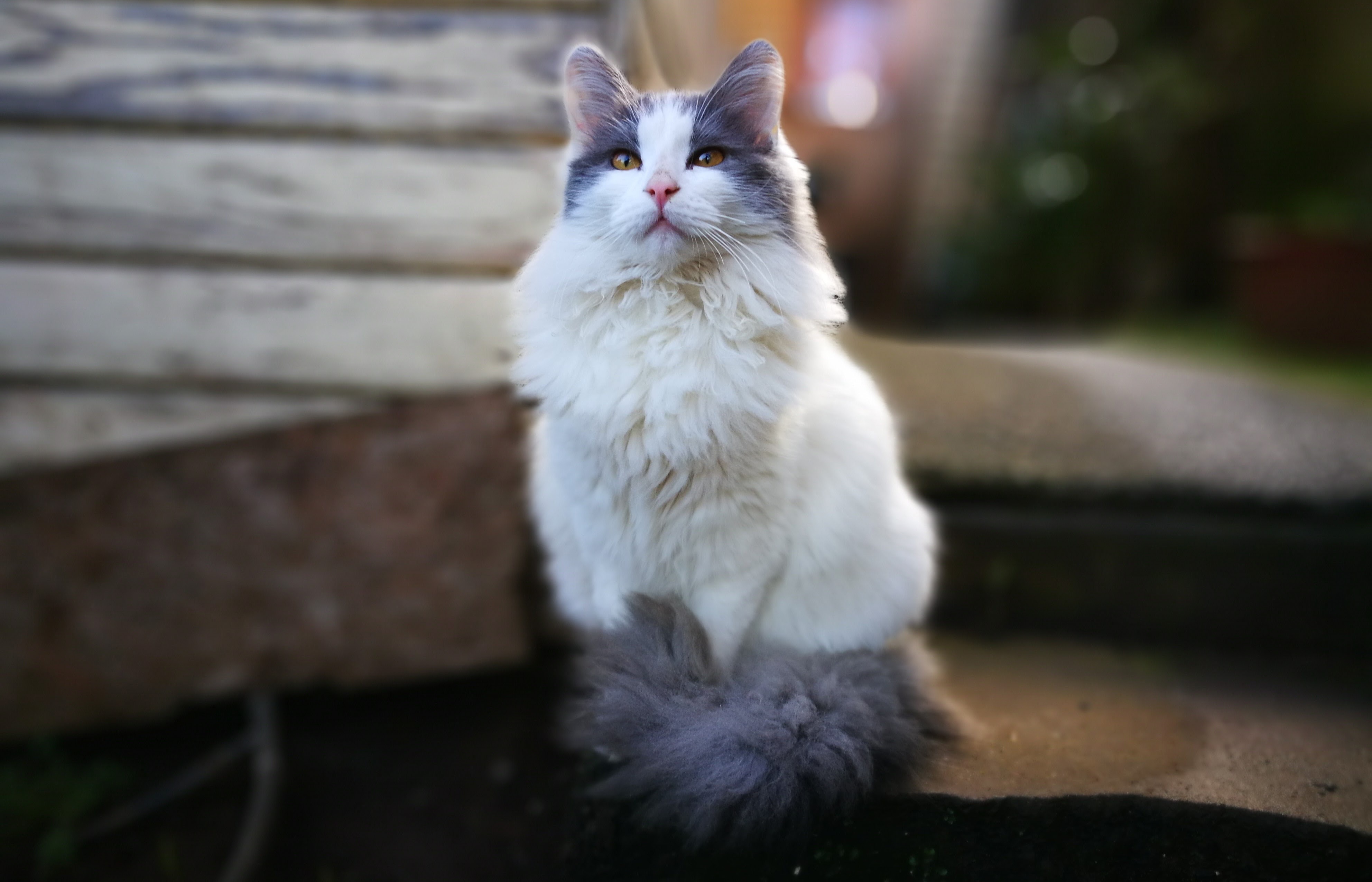 Baixe gratuitamente a imagem Animais, Gatos, Gato na área de trabalho do seu PC