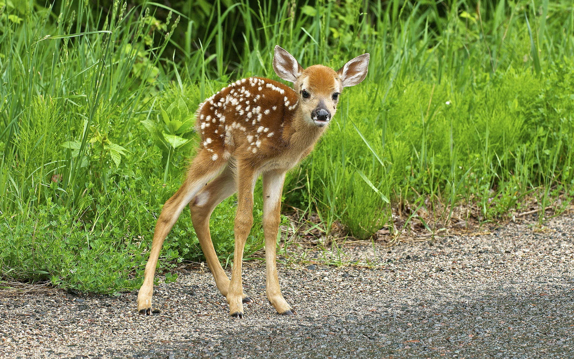 PCデスクトップに動物, 鹿画像を無料でダウンロード