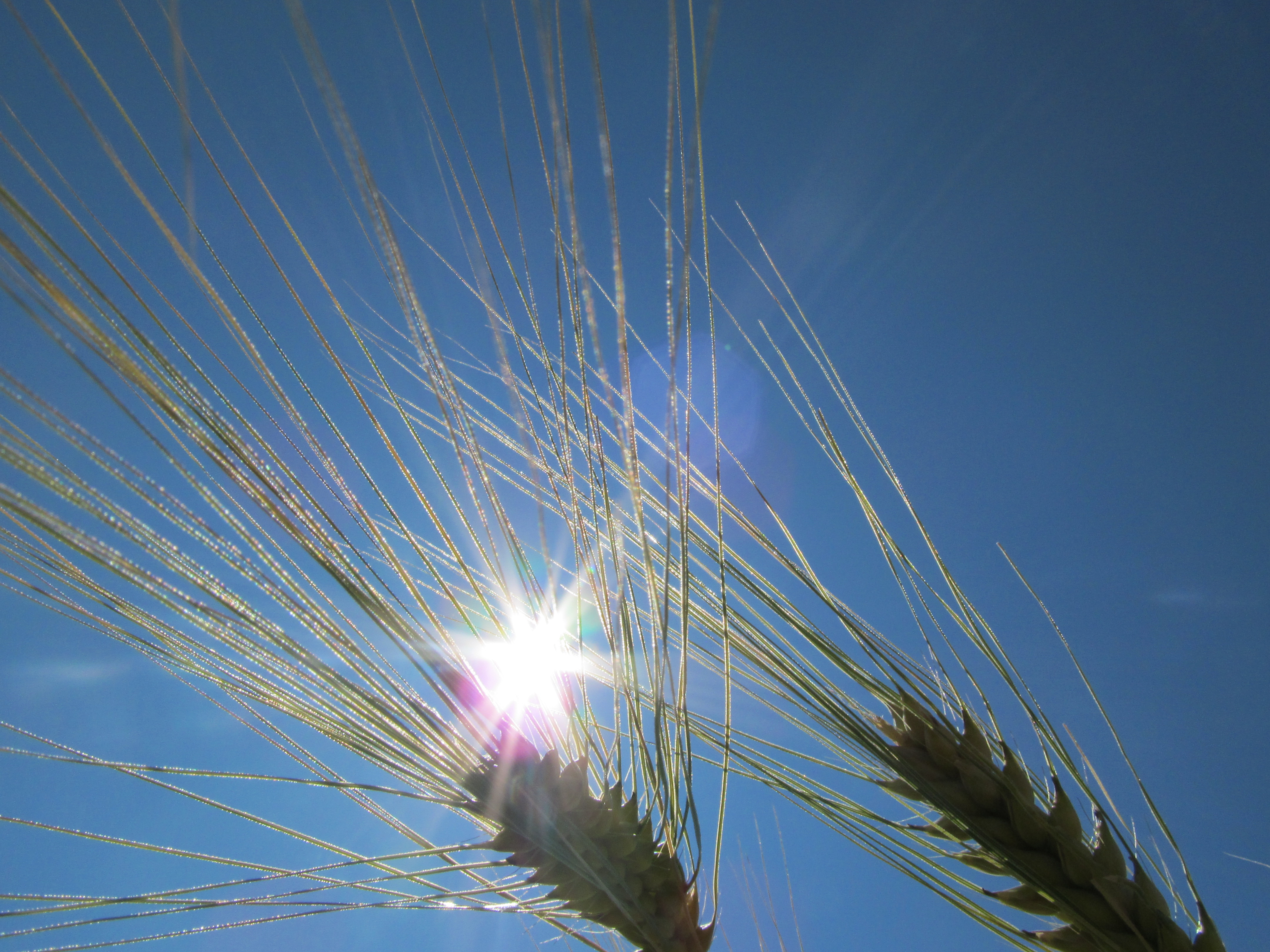 Téléchargez gratuitement l'image Rayon De Soleil, La Nature, Terre/nature sur le bureau de votre PC