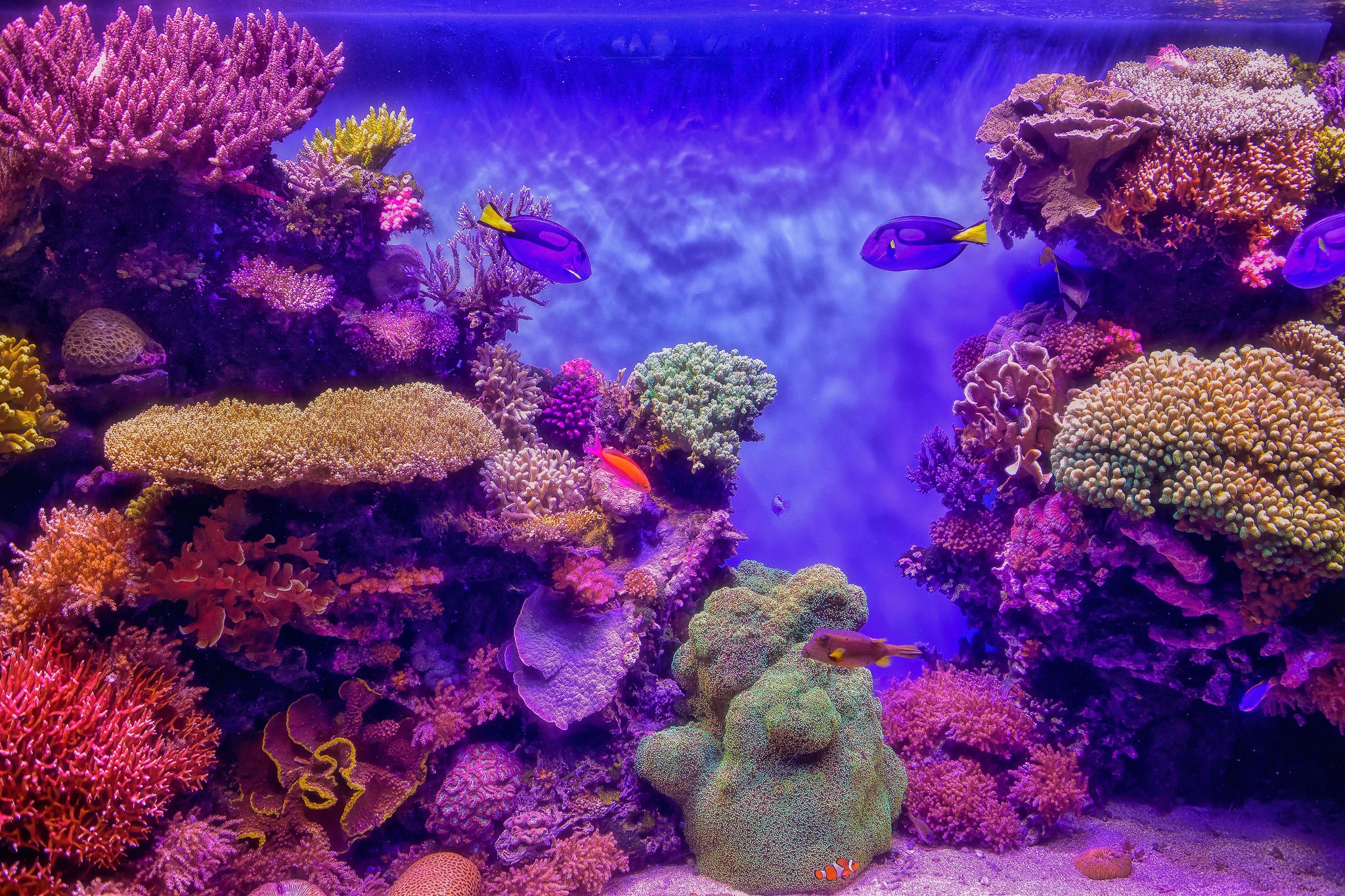 Handy-Wallpaper Tiere, Koralle, Erde, Fisch, Unterwasser, Planze kostenlos herunterladen.