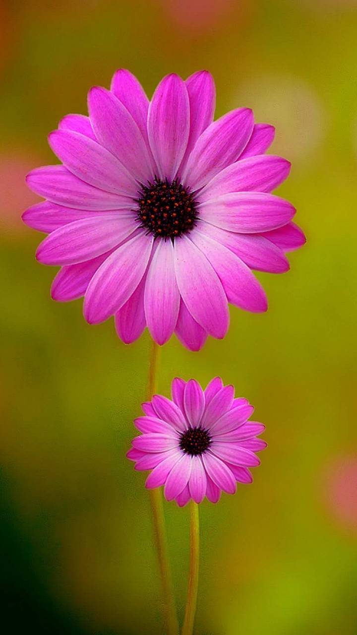 Download mobile wallpaper Flowers, Flower, Earth, Daisy, Pink Flower for free.