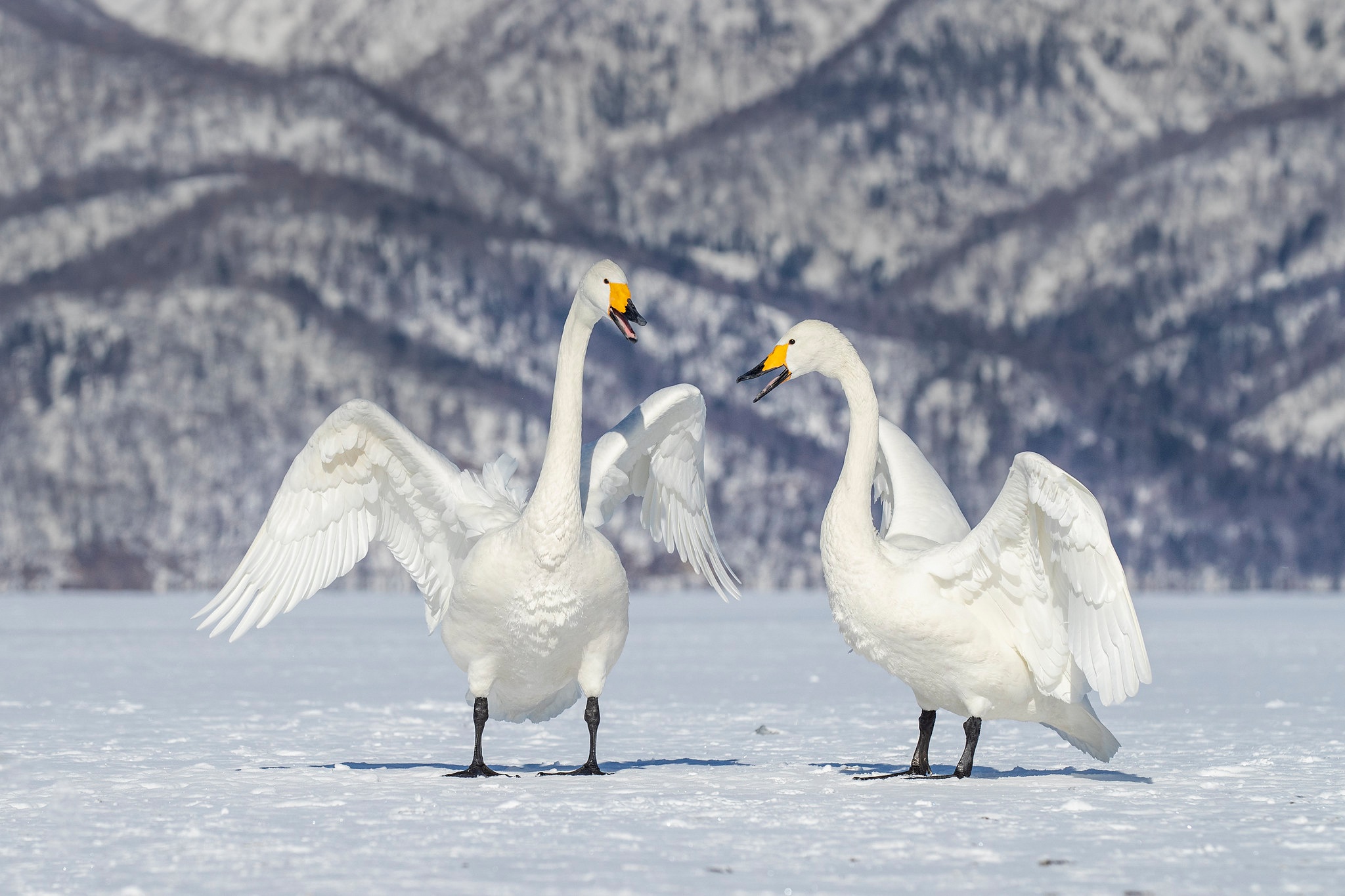 animal, whooper swan, bird, snow, swan, winter, birds