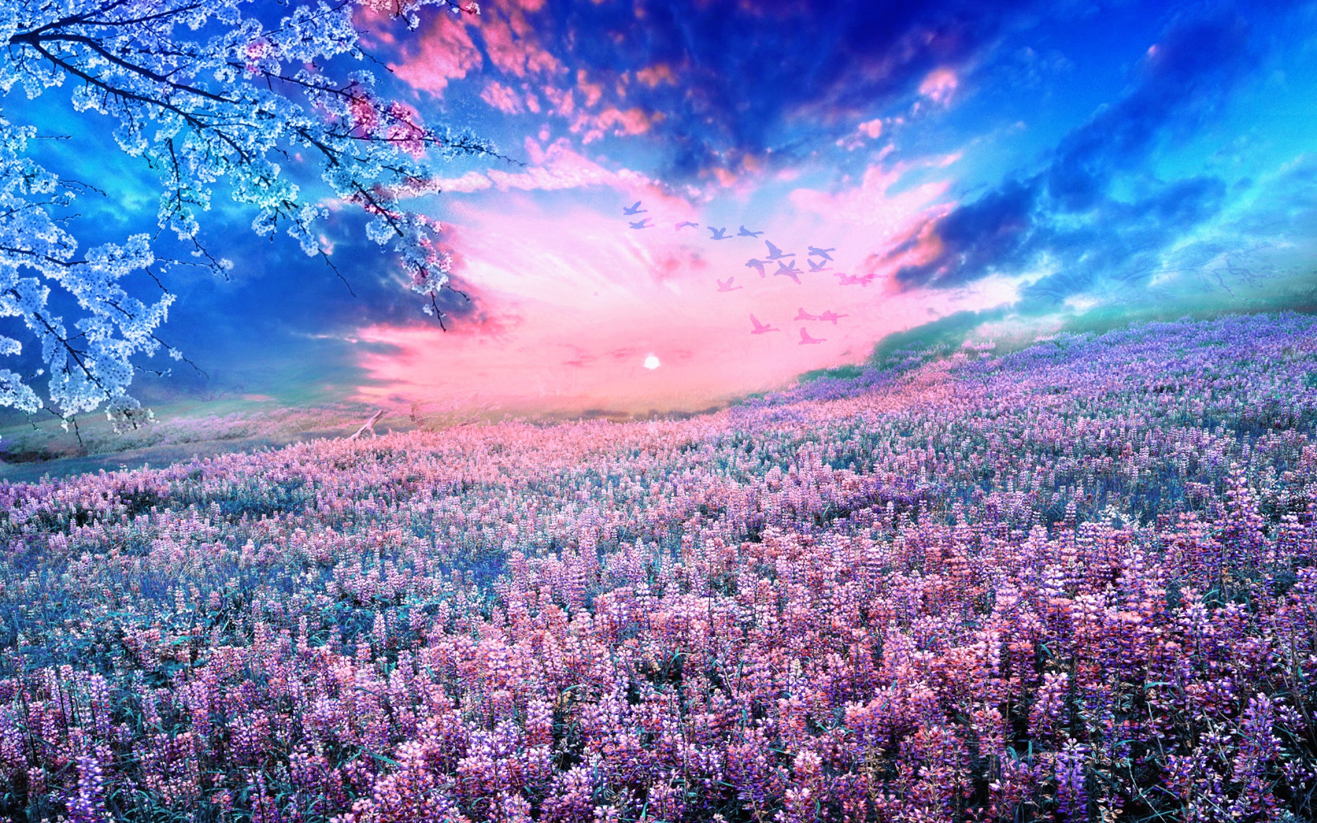Laden Sie das Blumen, Landschaft, Sunset, Kirsche, Felder-Bild kostenlos auf Ihren PC-Desktop herunter