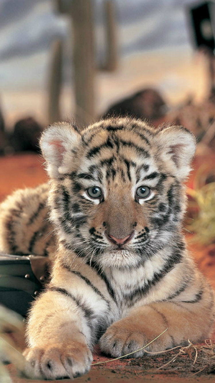 Download mobile wallpaper Cat, Kitten, Tiger, Animal, Cute, Cub for free.