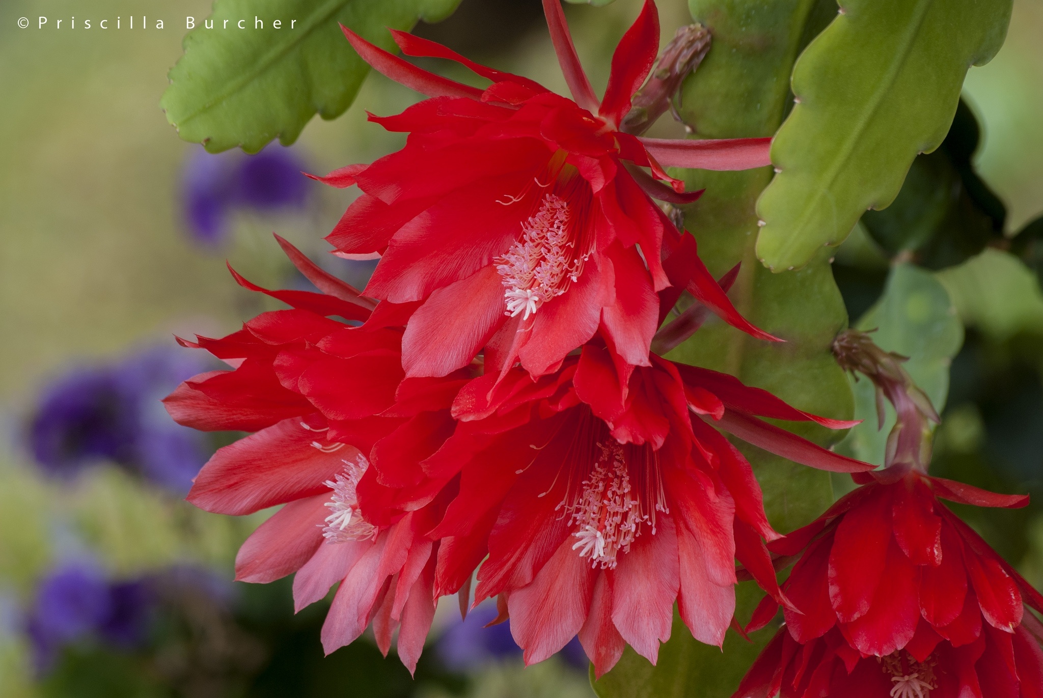 Laden Sie das Blumen, Blume, Erde/natur-Bild kostenlos auf Ihren PC-Desktop herunter