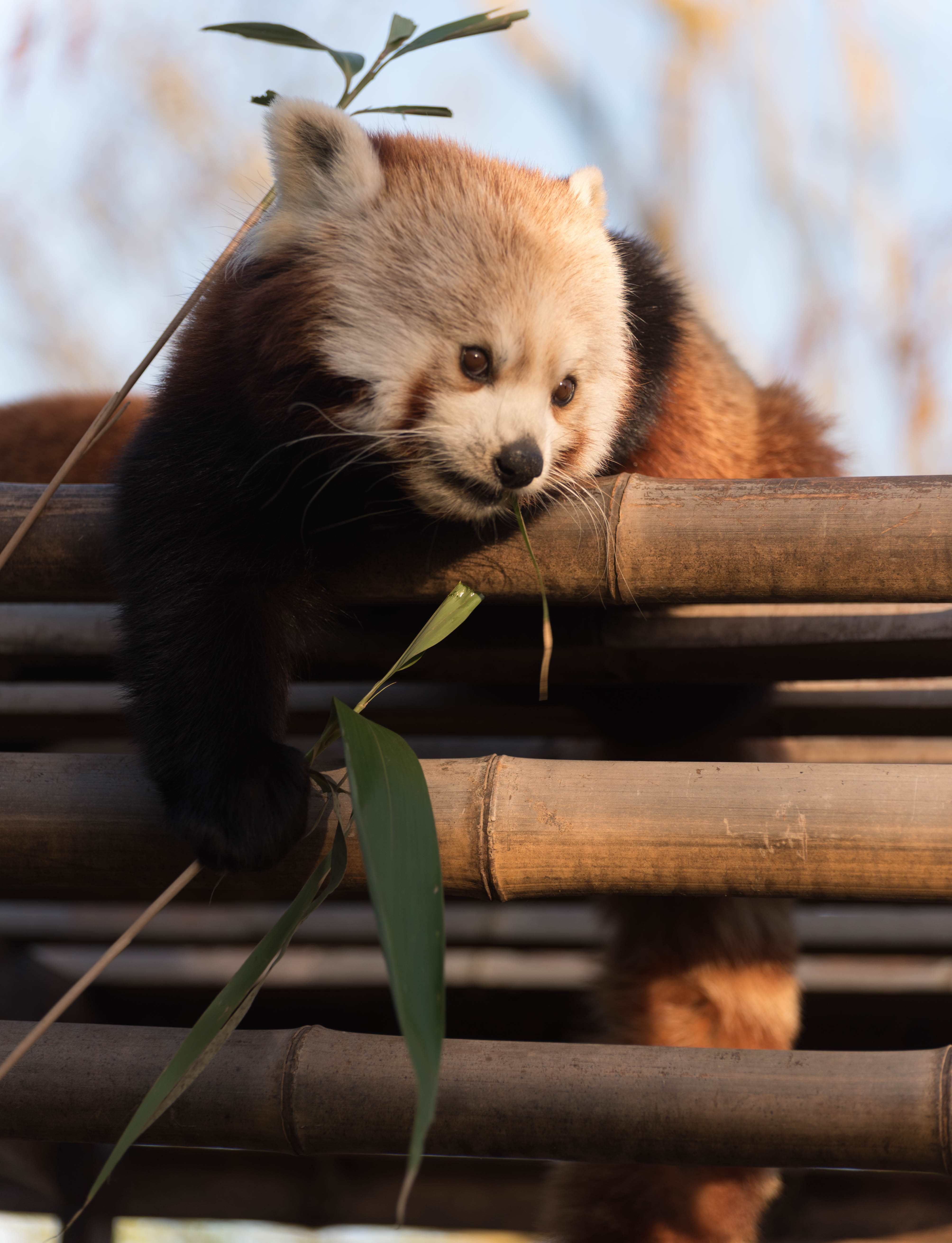 Handy-Wallpaper Tiere, Nett, Bambus, Schatz, Roter Panda kostenlos herunterladen.