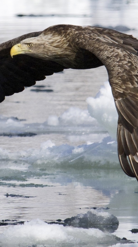 Download mobile wallpaper Birds, Animal, White Tailed Eagle for free.