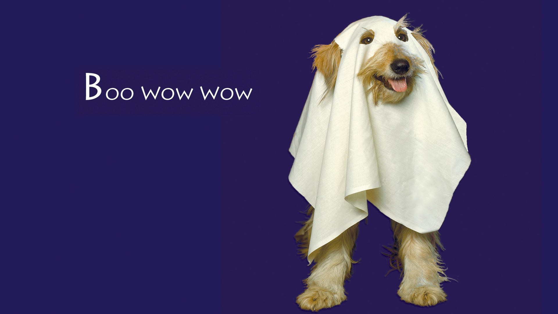 Free download wallpaper Halloween, Dog, Holiday on your PC desktop