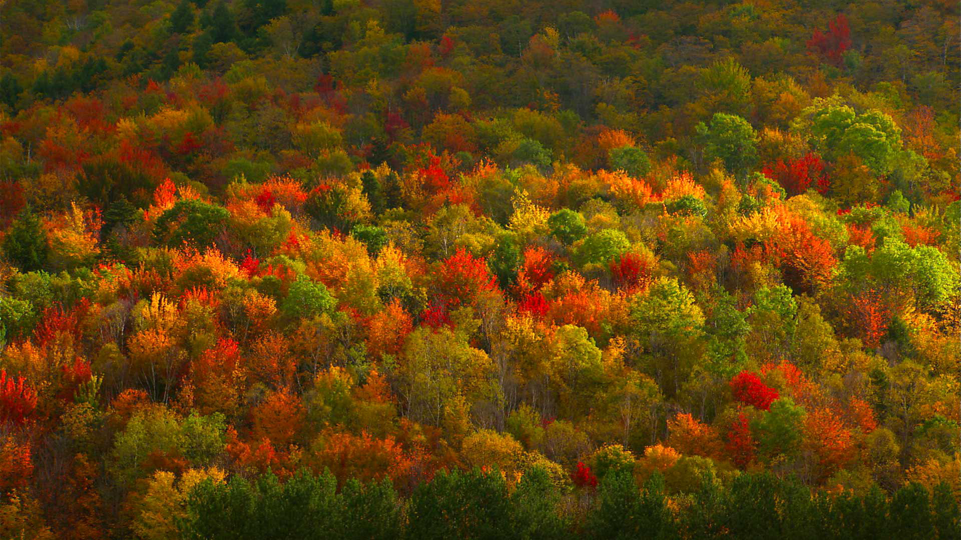 Скачать обои бесплатно Природа, Осень, Лес, Дерево, Цвета, Земля/природа картинка на рабочий стол ПК