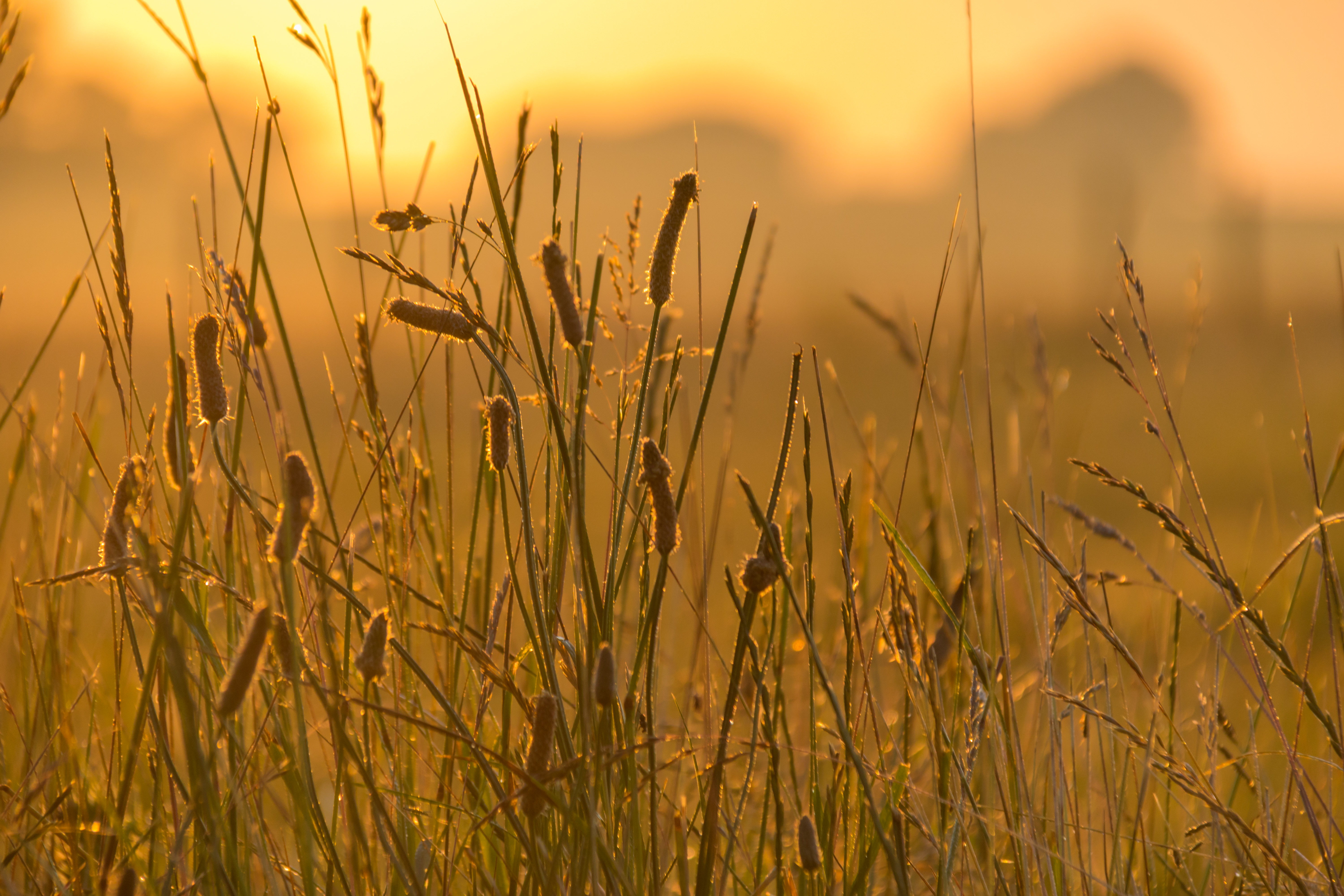 Download mobile wallpaper Grass, Ear, Wind, Nature for free.