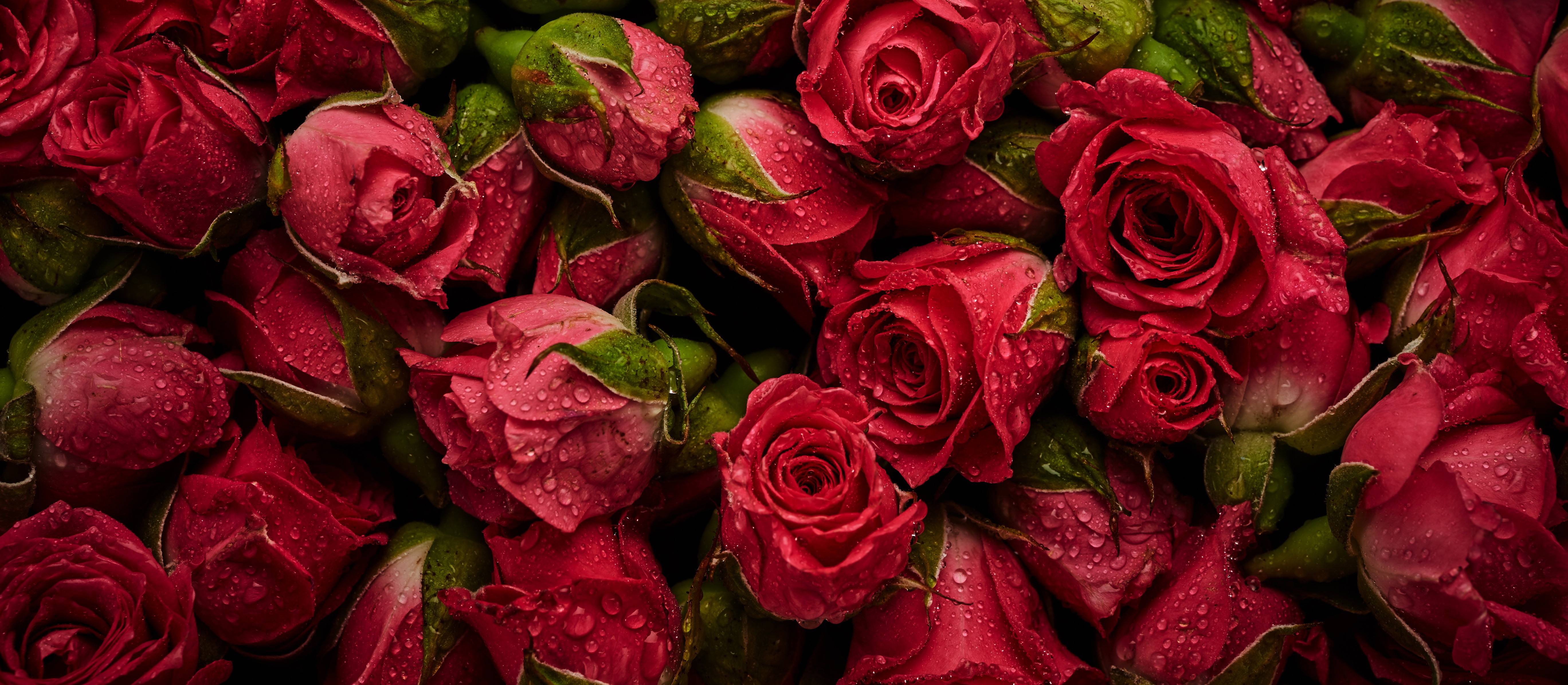 Laden Sie das Natur, Blumen, Blume, Rose, Wassertropfen, Erde/natur, Pinke Blume-Bild kostenlos auf Ihren PC-Desktop herunter