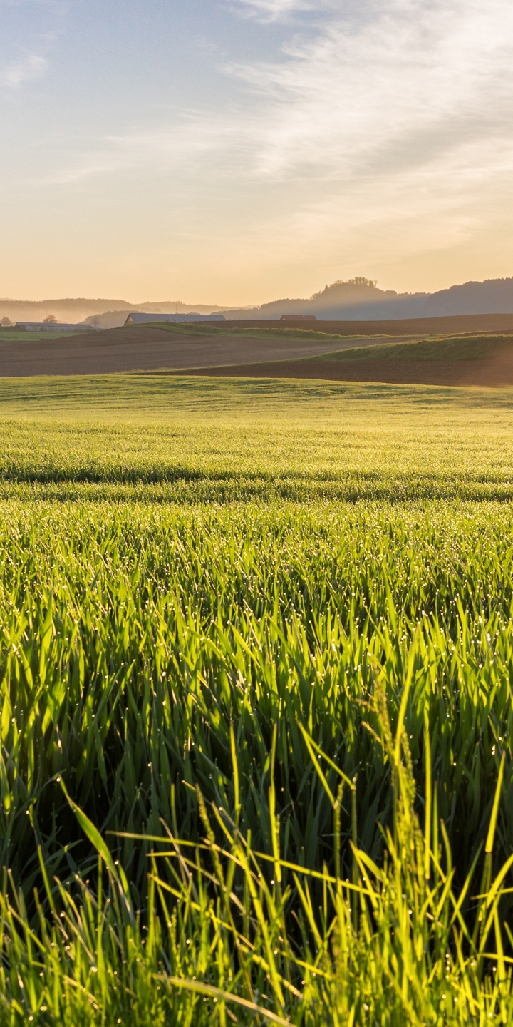 Handy-Wallpaper Natur, Sonnenaufgang, Feld, Erde/natur kostenlos herunterladen.