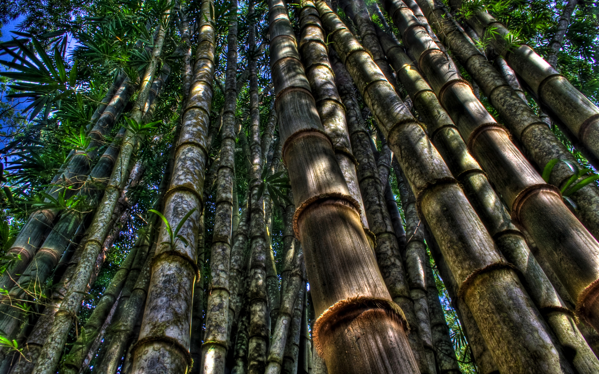 Free download wallpaper Earth, Bamboo on your PC desktop