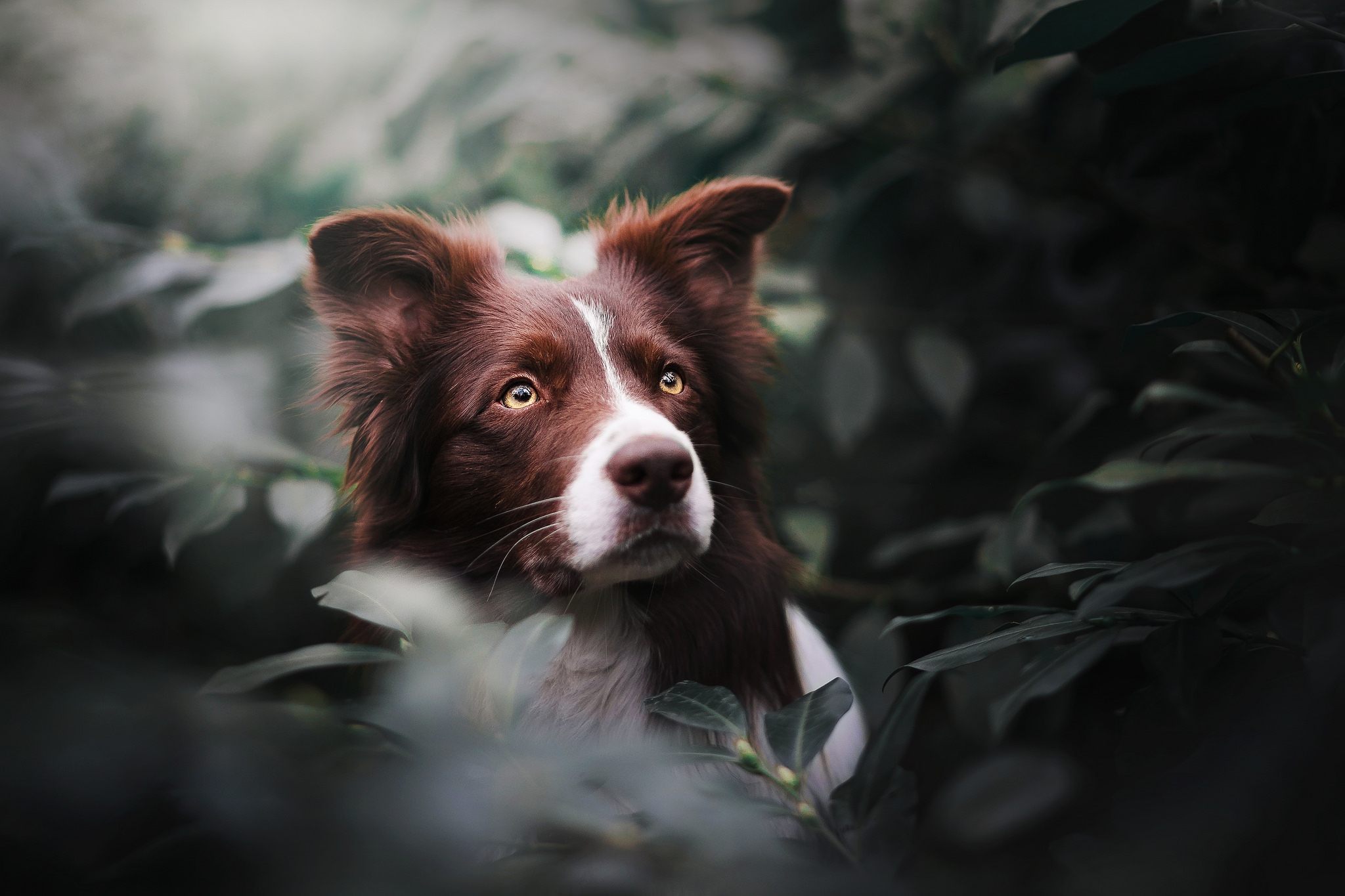 Handy-Wallpaper Tiere, Hunde, Border Collie kostenlos herunterladen.