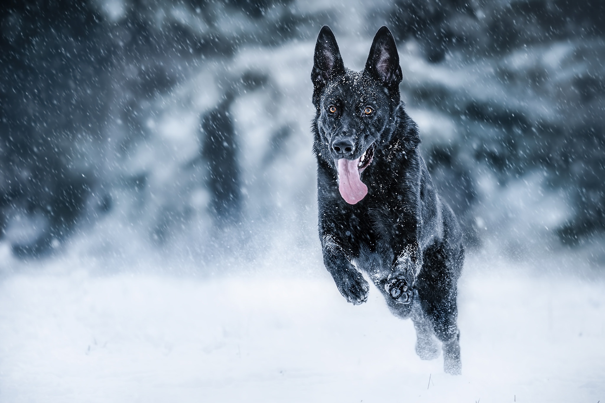 Free download wallpaper Winter, Dogs, Dog, Animal, German Shepherd, Snowfall on your PC desktop