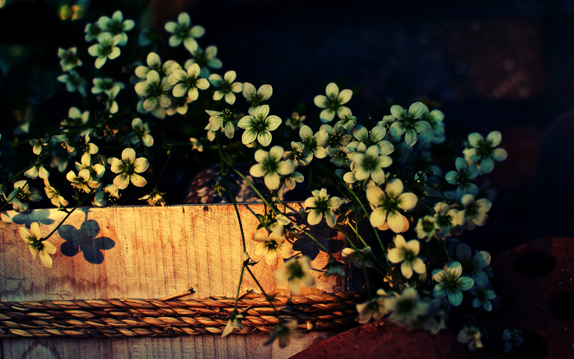 Laden Sie das Blumen, Blume, Erde/natur-Bild kostenlos auf Ihren PC-Desktop herunter